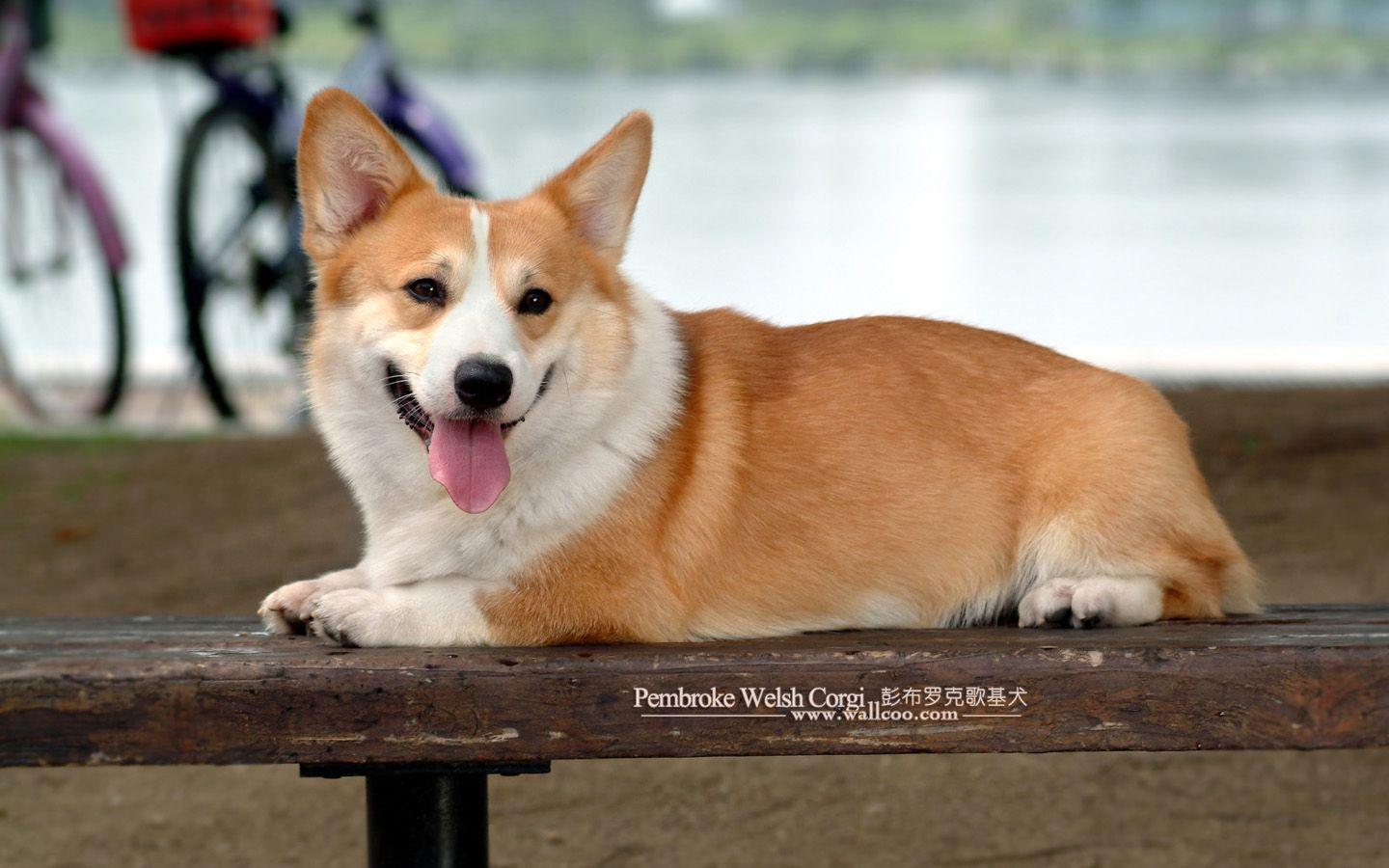 1440x900 Free download Showing Gallery For Cute Corgi Wallpaper 1440x900