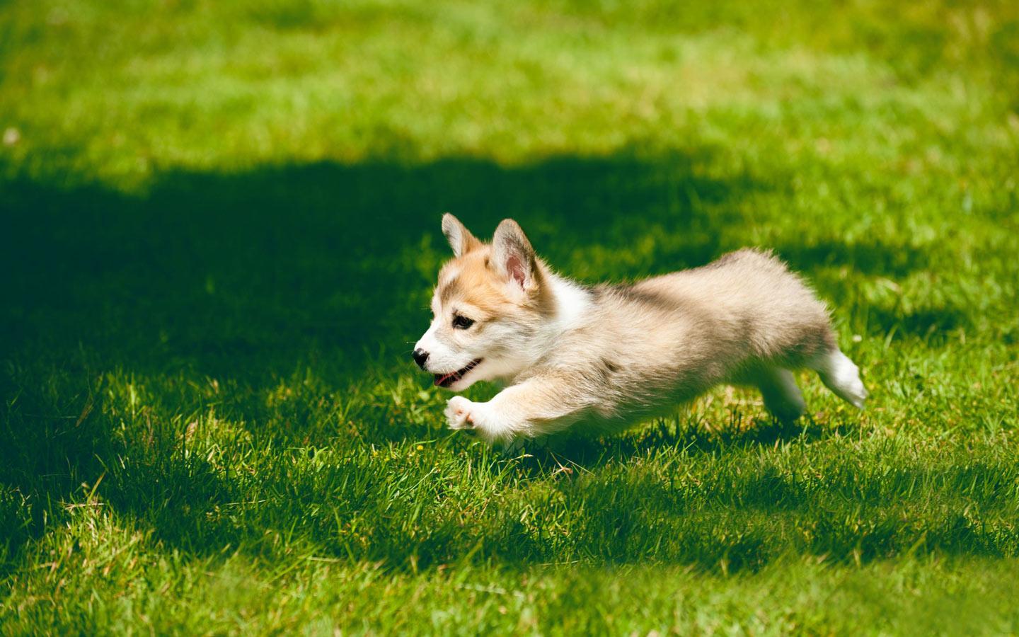 1440x900 Cute Corgi Puppy Running Wallpaper. Background, Desktop Image