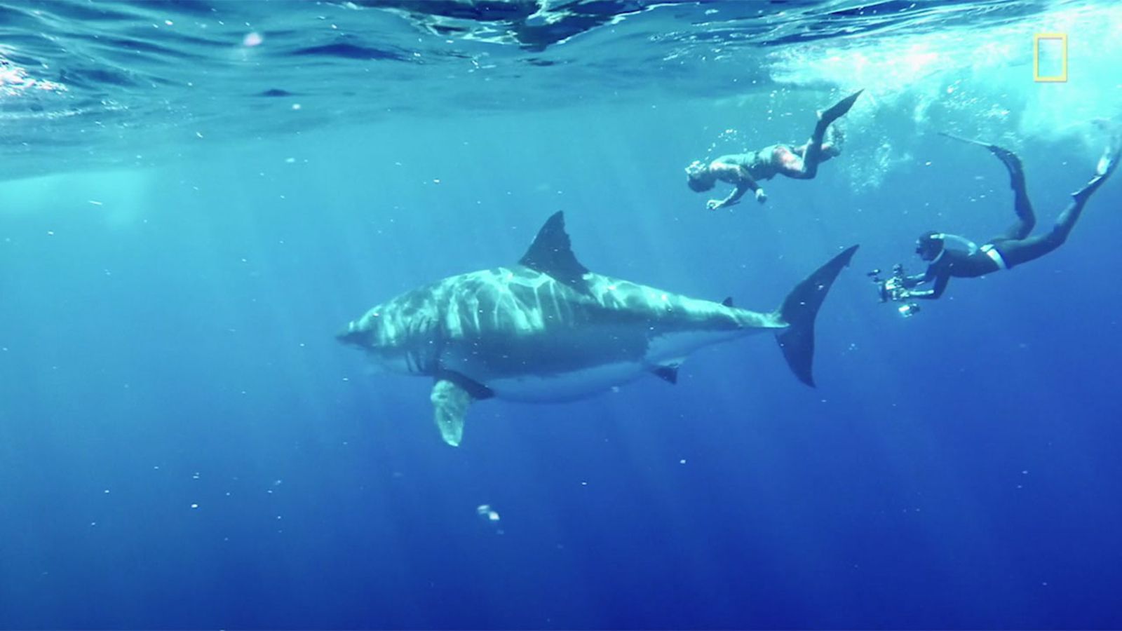 1600x900 Deep Blue, one of world's largest great white sharks, caught on camera in new footage from National Geographic New York
