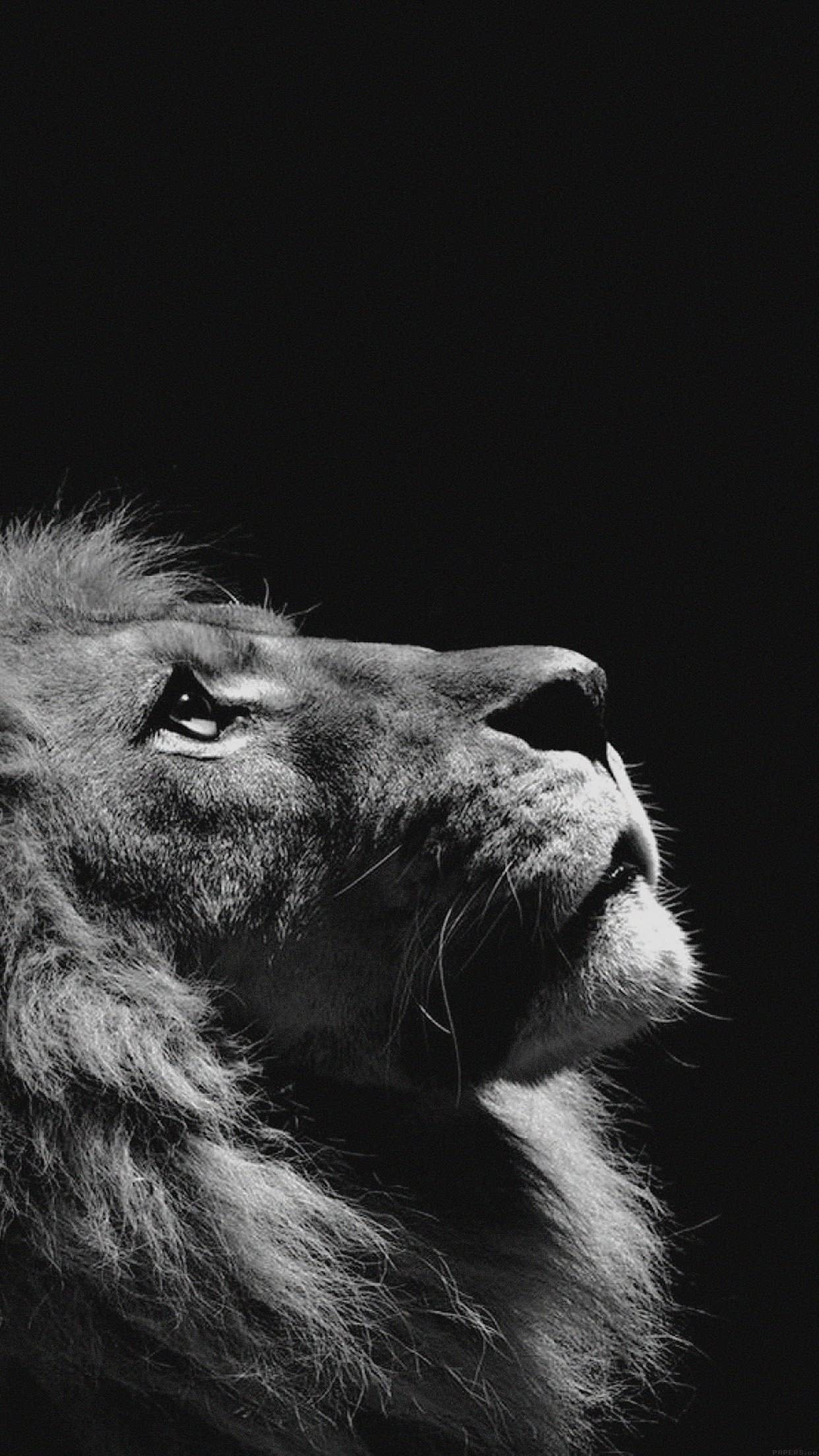 Wallpaper ID: 52432 / roar, lion, animals, 4k, 5k, hd free download