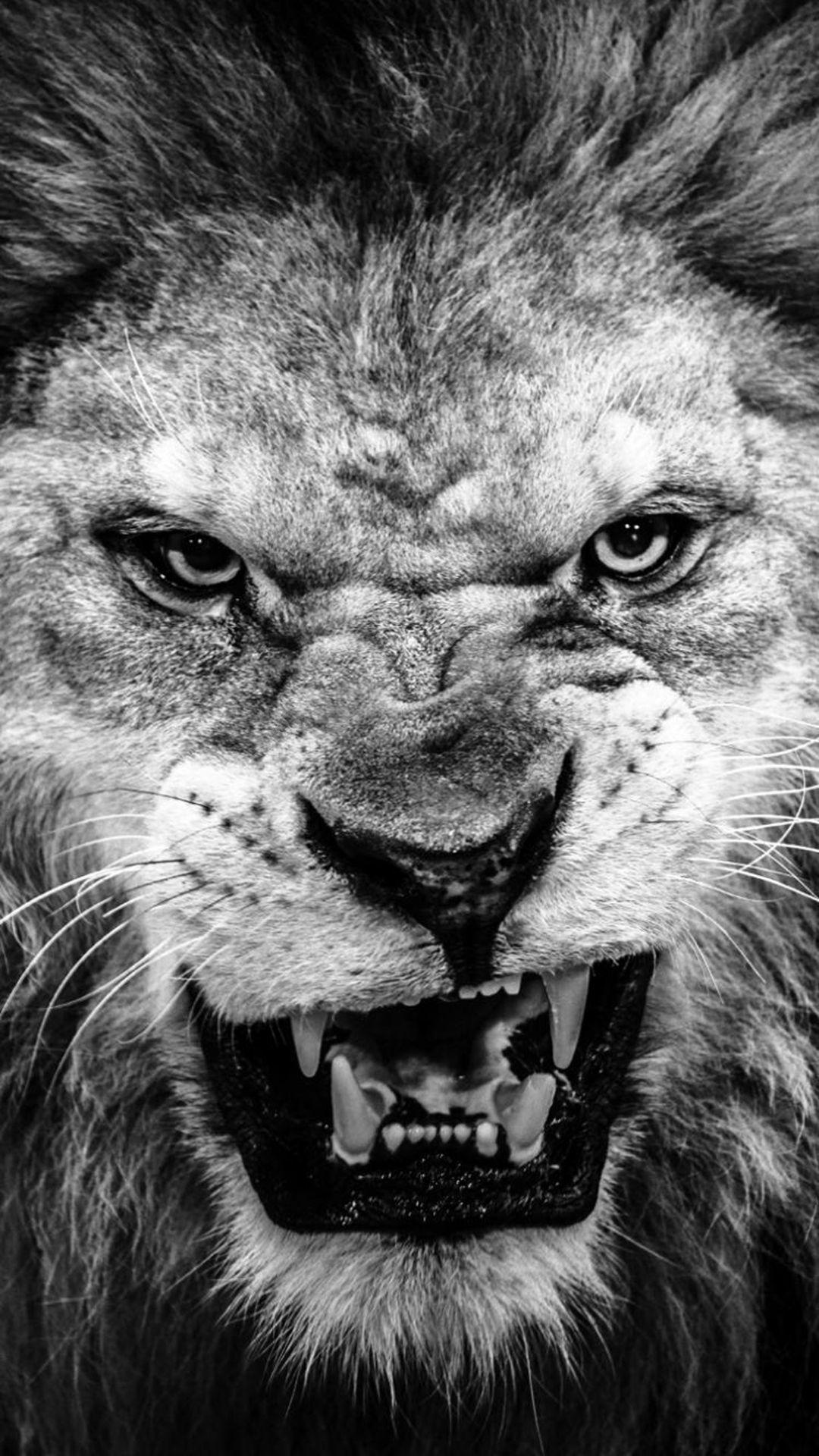 1080x1920 Lion iPhone Background. iPhone