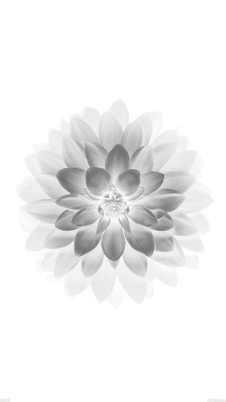 750x1334 Apple White Lotus Iphone6 Plus Ios8 Flower. White Wallpaper