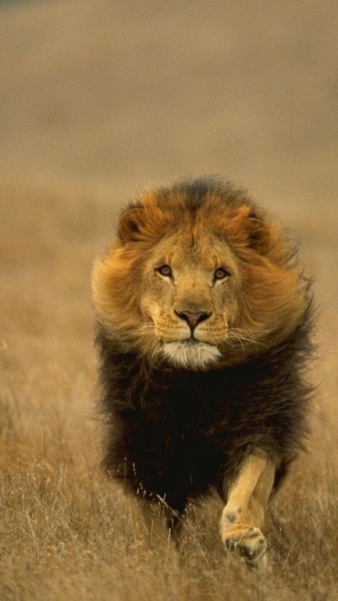 1080x1920 iPhone 7 Full HD iPhone 7 Wallpaper Lion