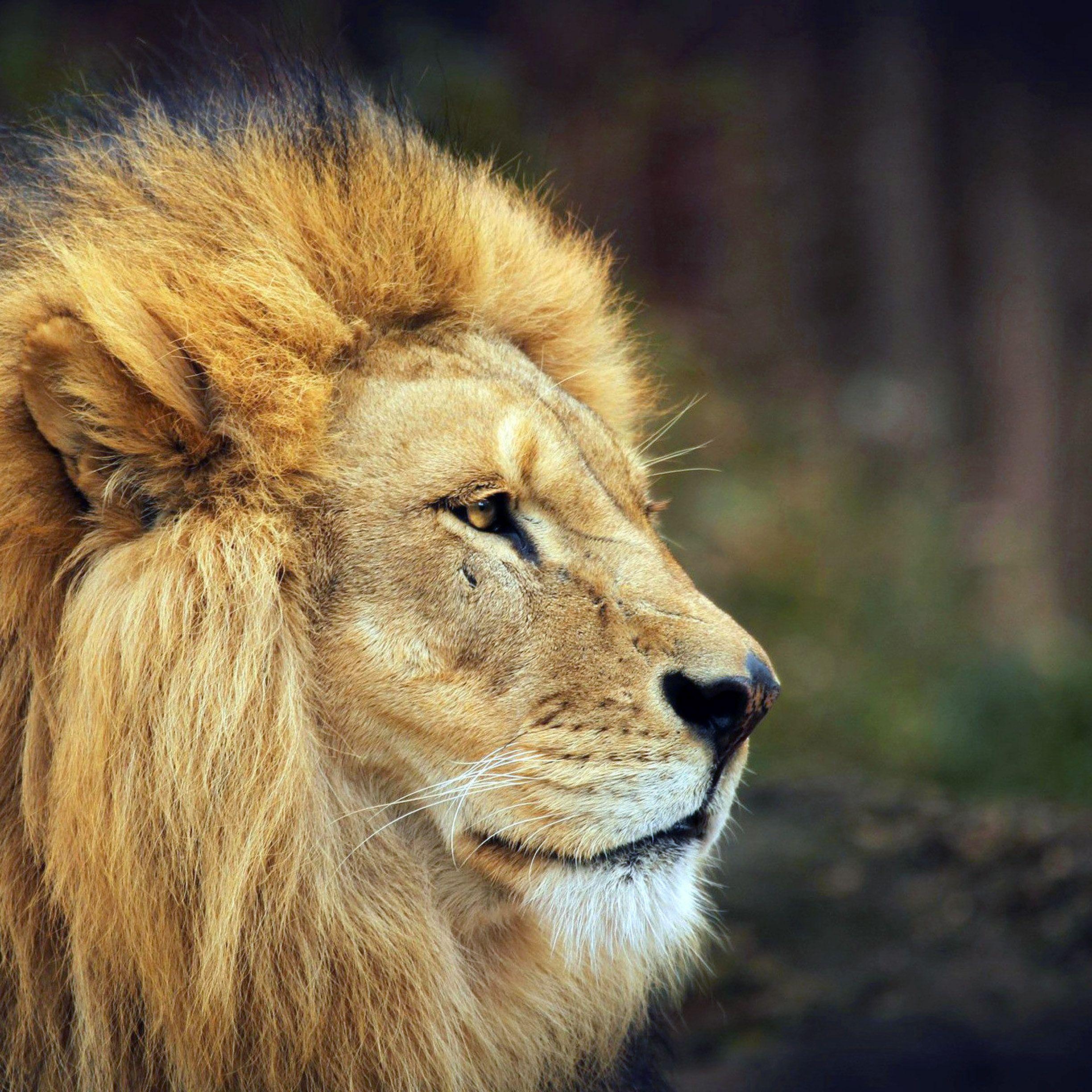Big Lion Wallpapers Top Free Big Lion Backgrounds WallpaperAccess