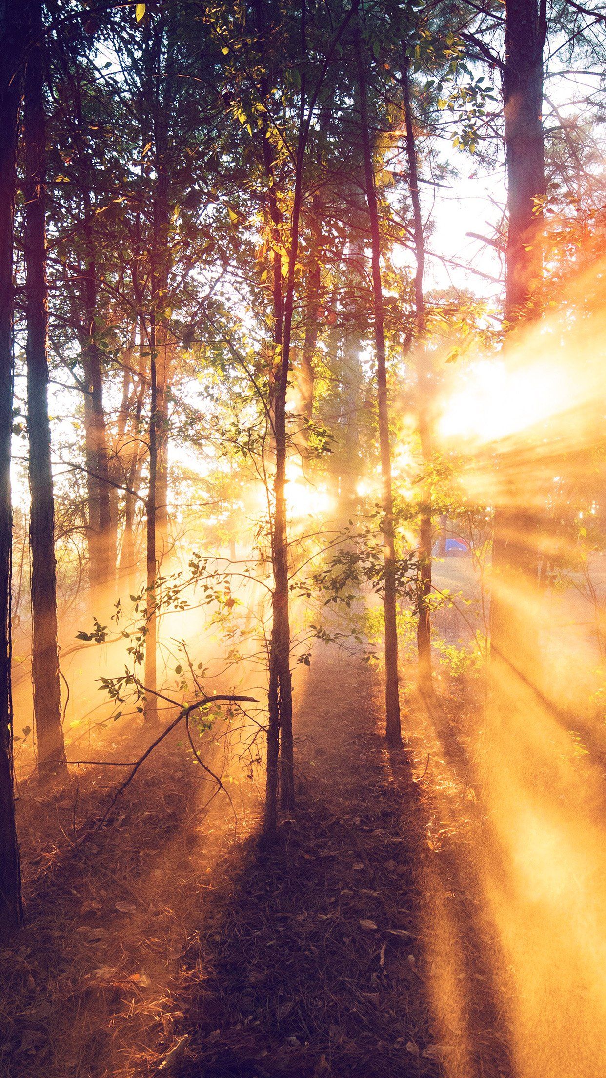 1242x2208 Forest Wood Light Sun Summer Nature Flare iPhone 6 Wallpaper