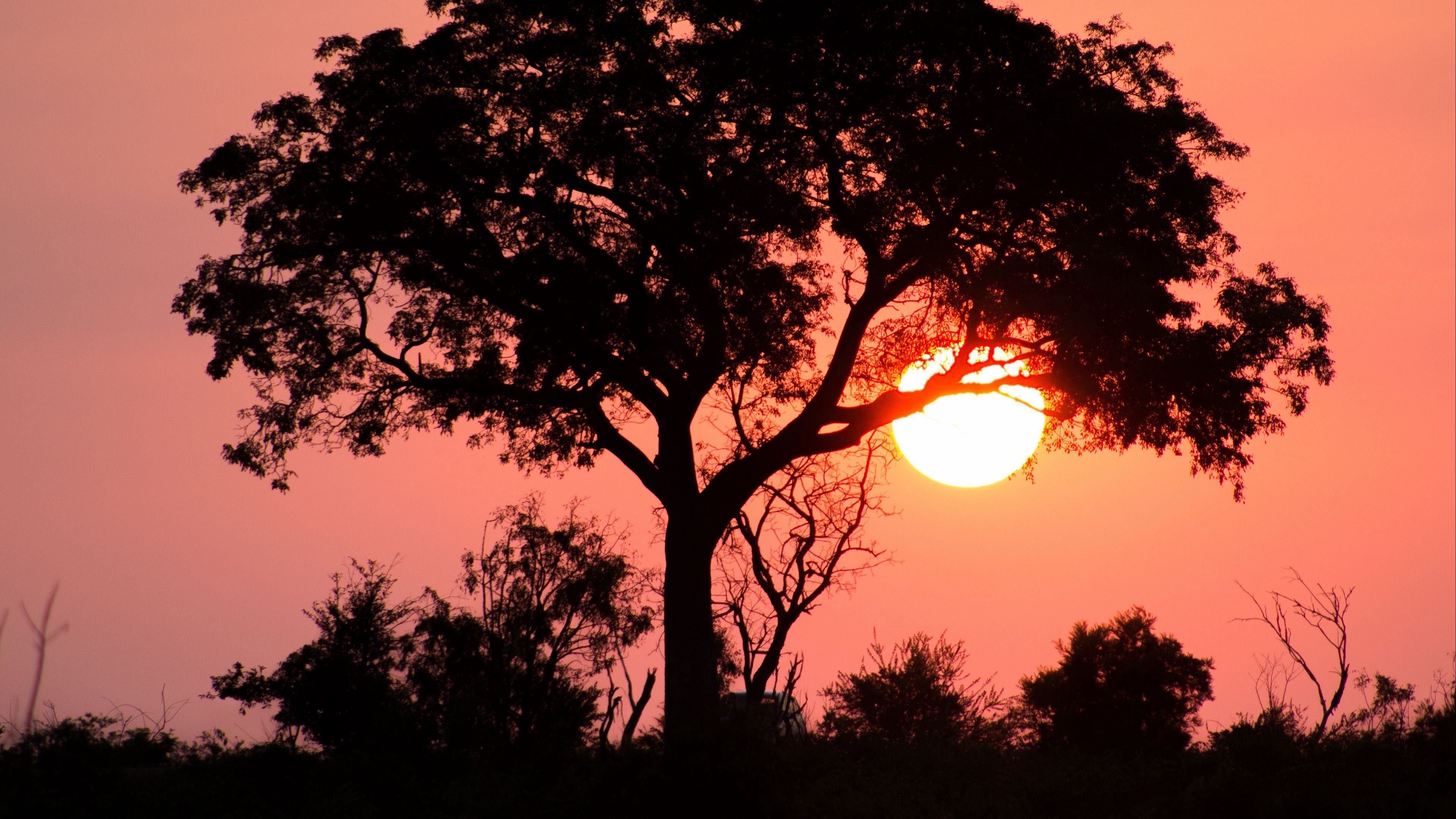 3840x2160 Tree In Silhouettes Sun Background 4K HD Nature Wallpaper