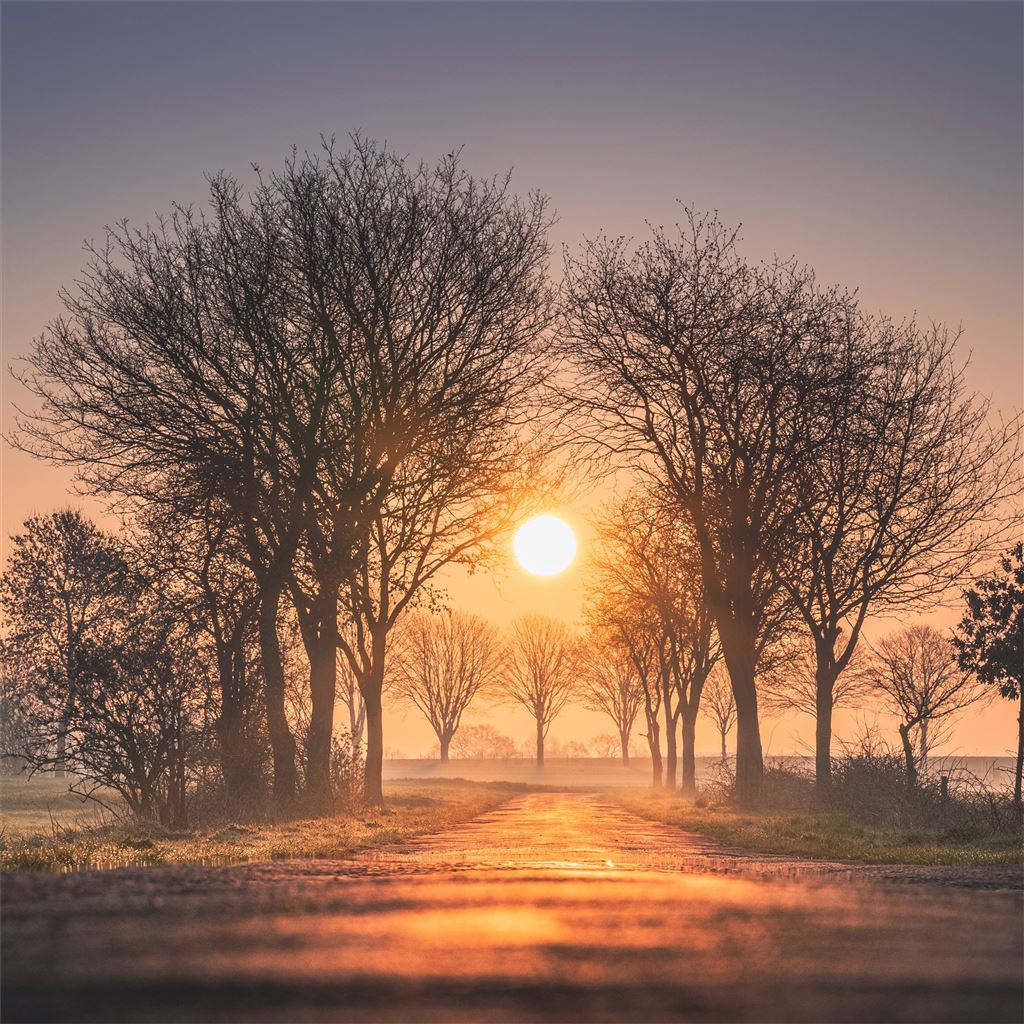 1024x1024 sunrises and sunsets trees sun fog 4k iPad Wallpaper Free Download