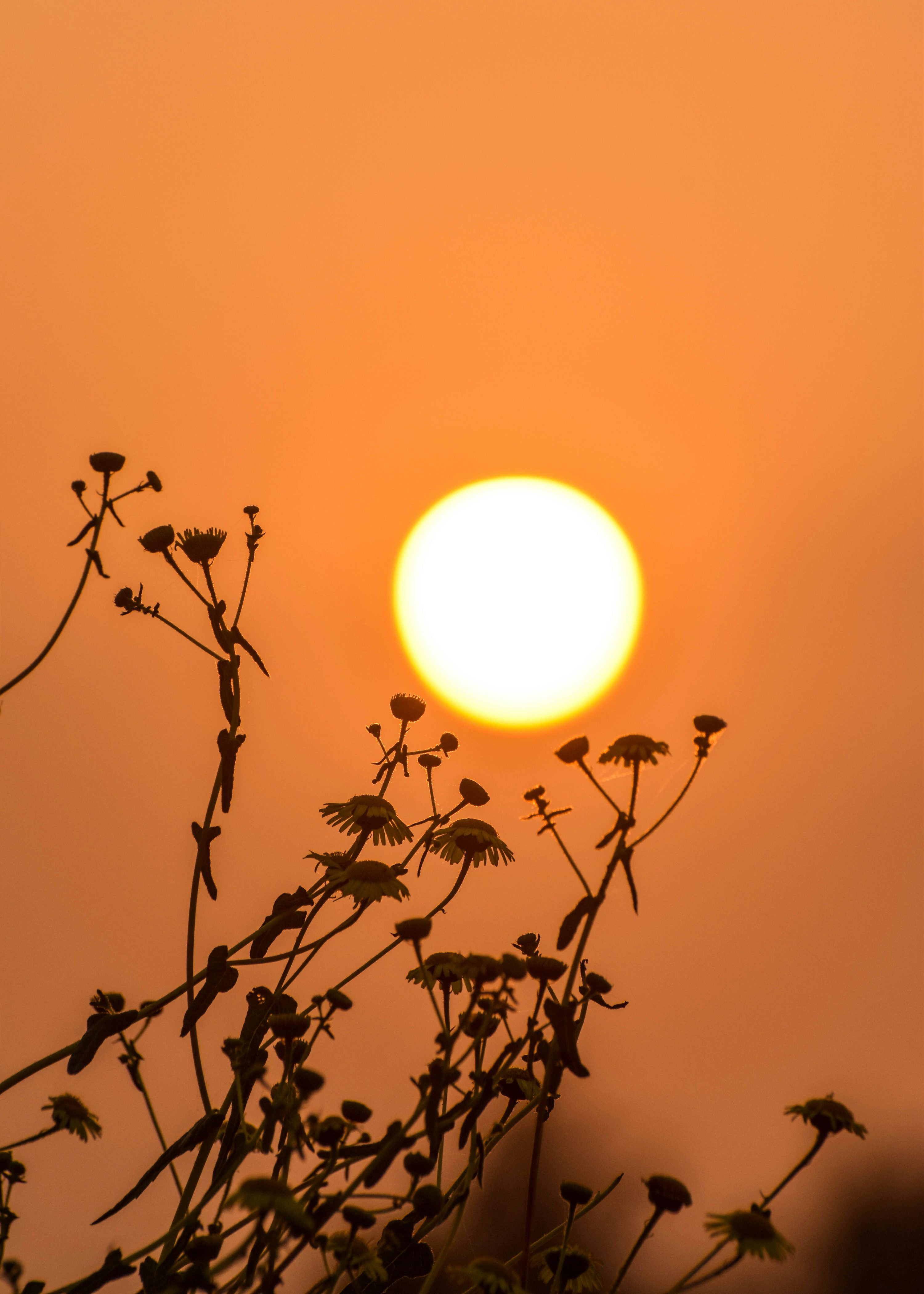 3000x4202 A plant with the sun in the background photo
