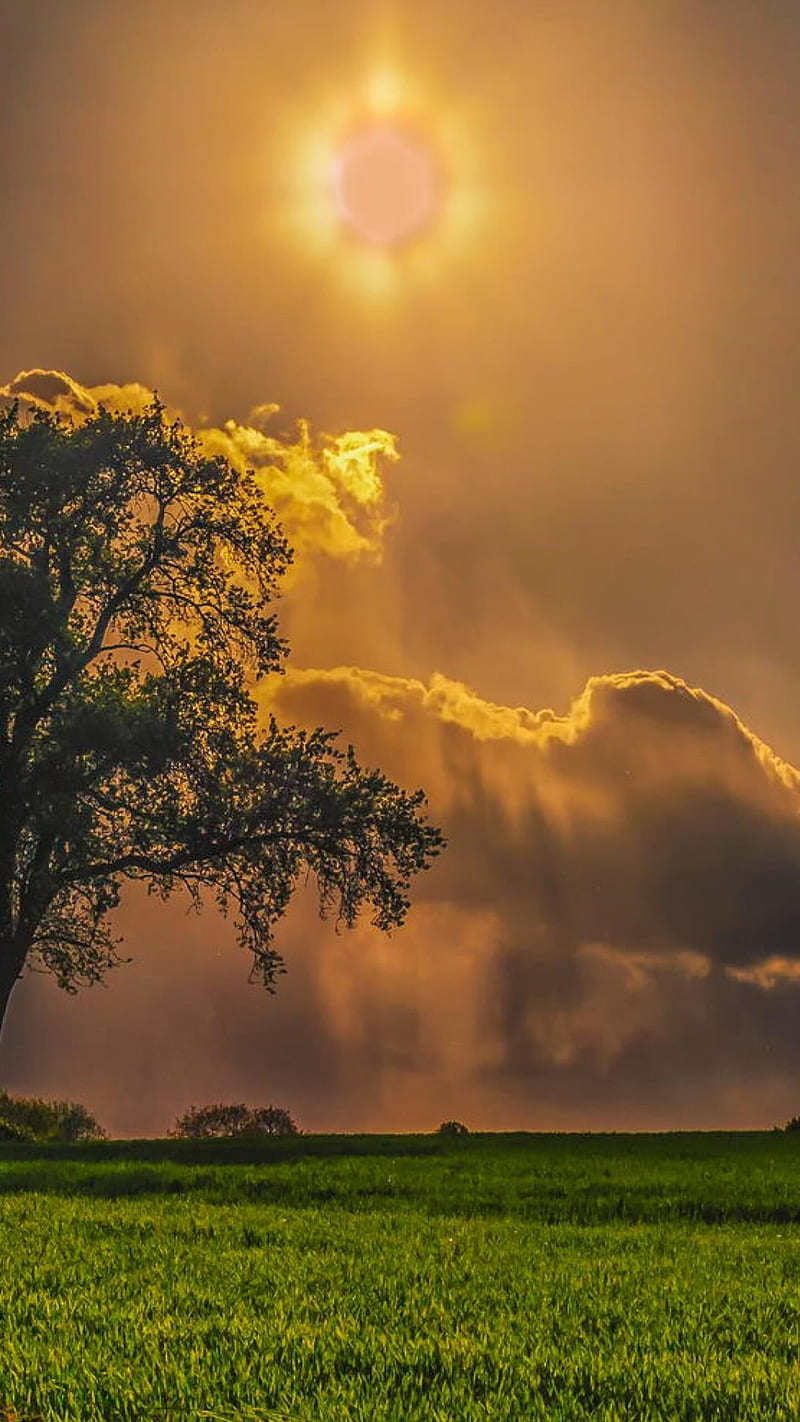 800x1422 Green Field, green field, grass, trees, sun, sunbeam, nature, clouds, HD phone wallpaper