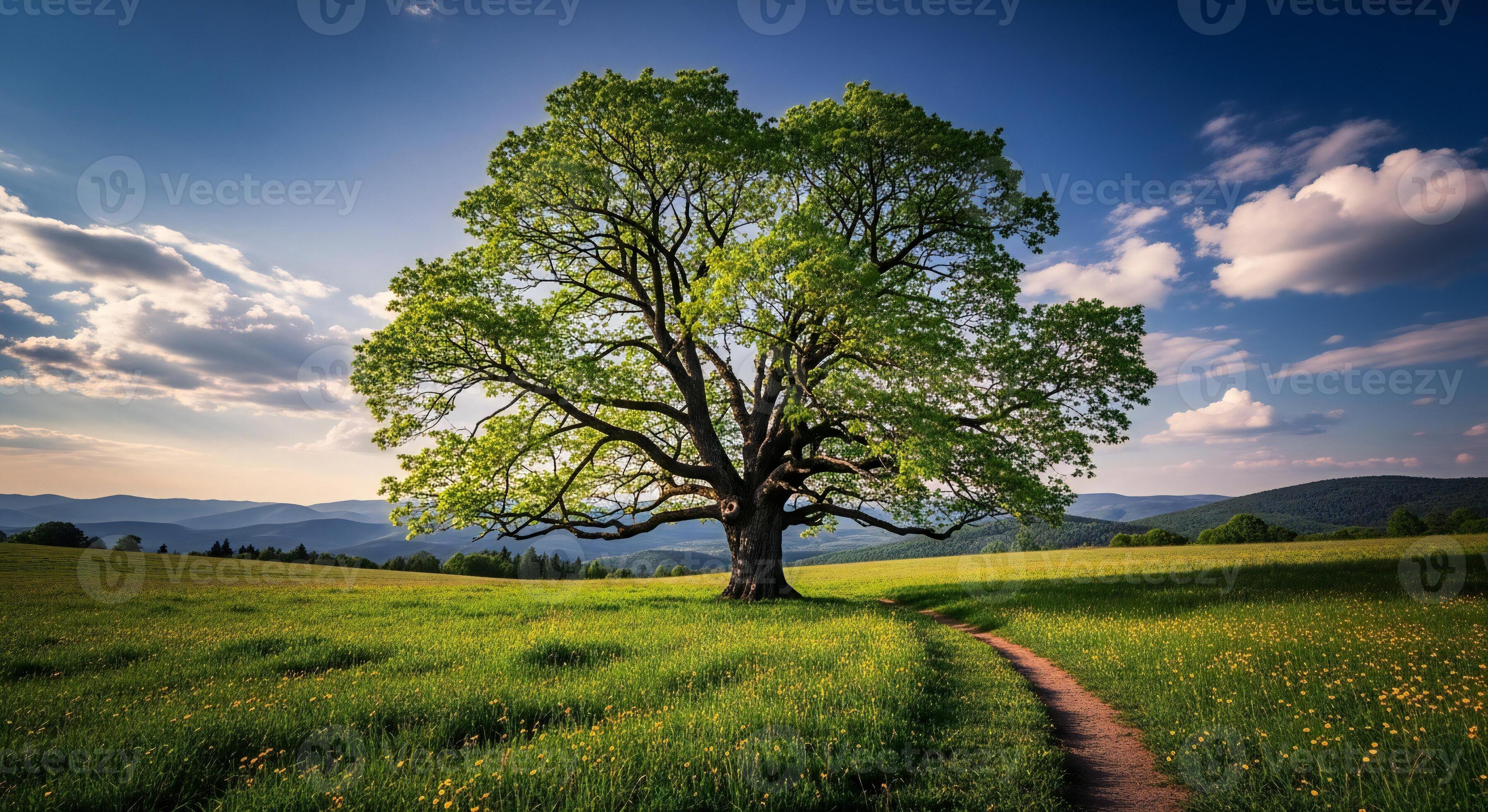 3593x1960 Nature background, Nature wallpaper, Large leafy oak tree stands in a sun drenched meadow with a winding dirt path leading towards rolling hills under a blue