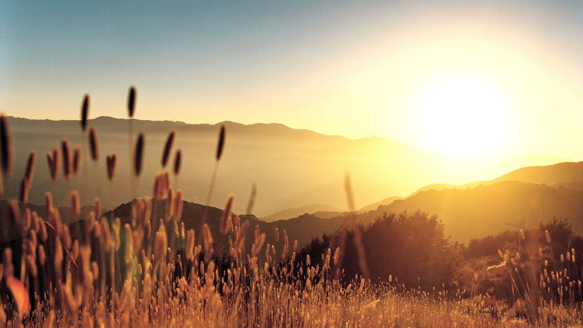 1920x1080 Nature Grass Sun Sunlight Windows 10 HD Wallpaper