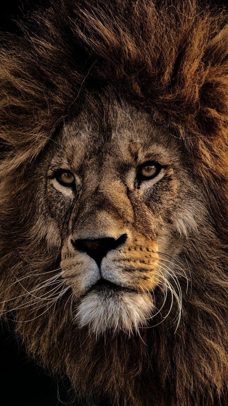 750x1334 Download 750x1334 wallpaper mighty king, lion, fur, muzzle, iphone