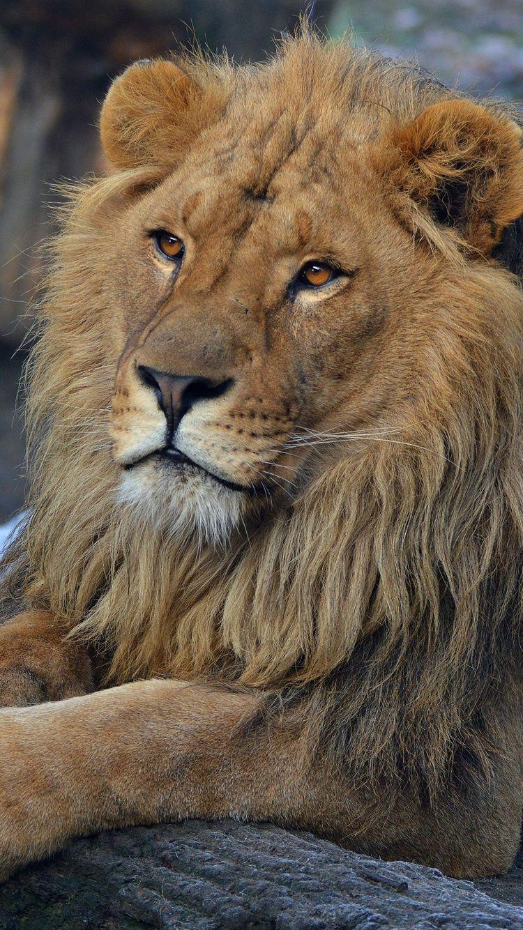 750x1334 Beard Lion iPhone iPhone 6S, iPhone 7 HD 4k Wallpaper