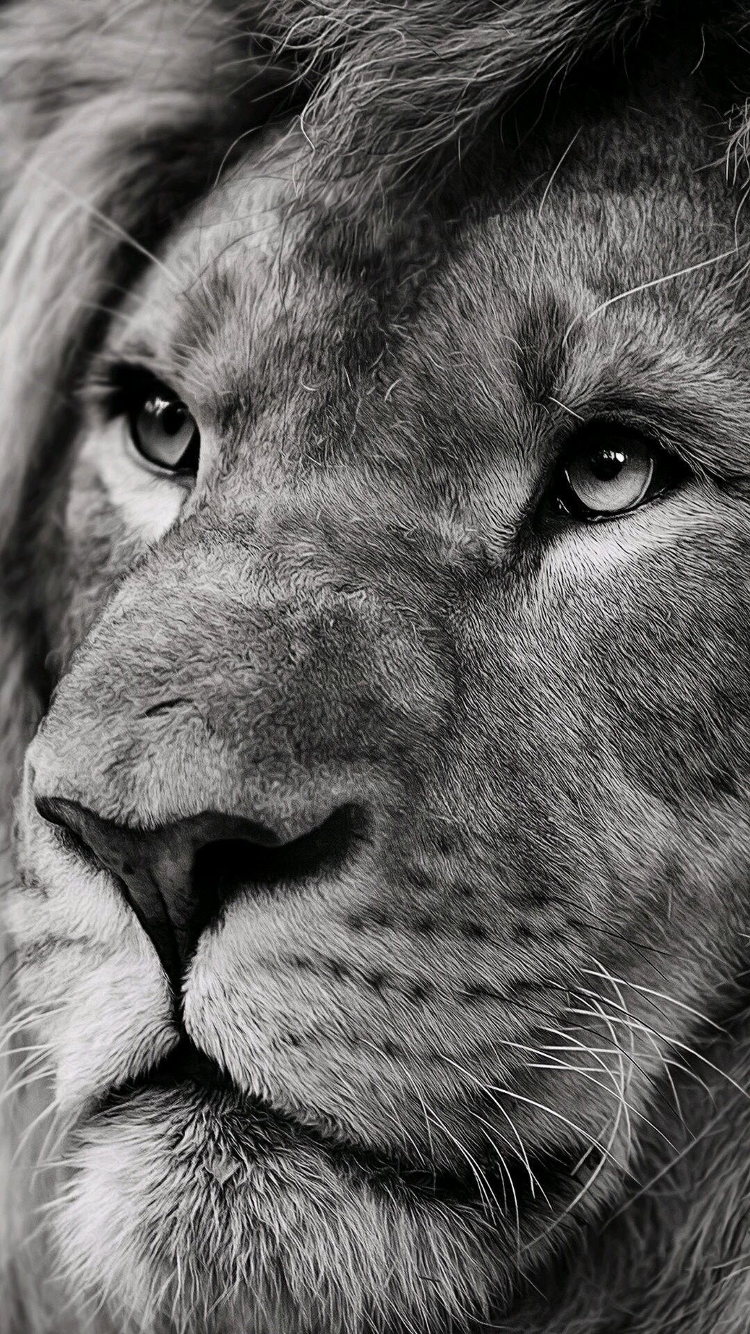 1080x1920 Lion iPhone Wallpaper