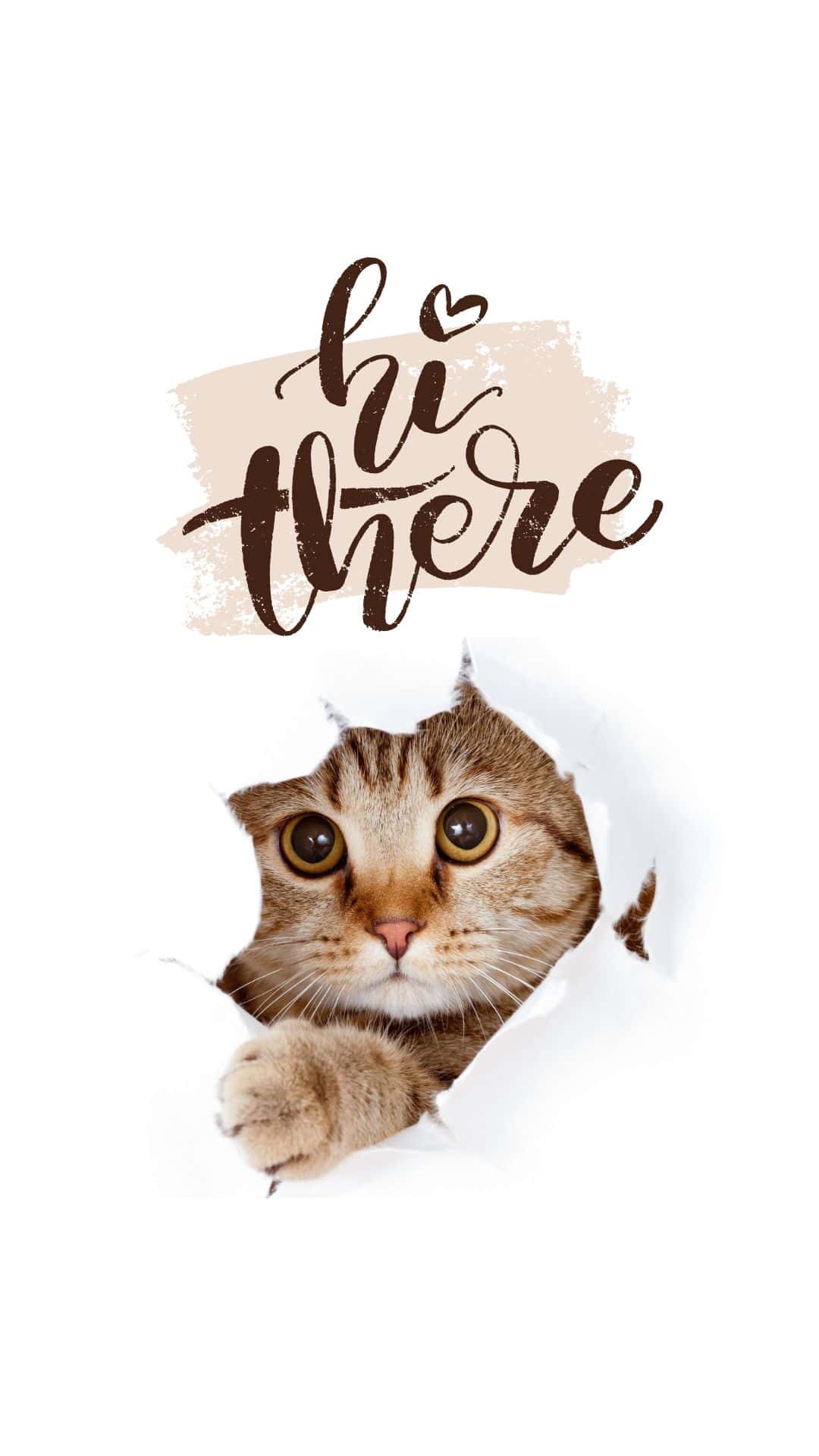 1080x1920 Free Cat Wallpaper for the Phone Penny Pincher