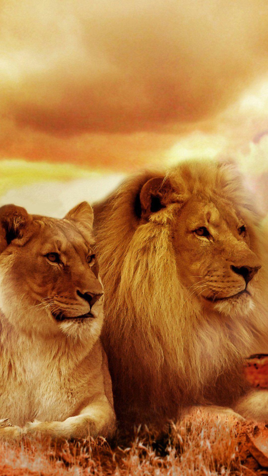 1080x1920 iPhone 7 Lion Wallpaper HD
