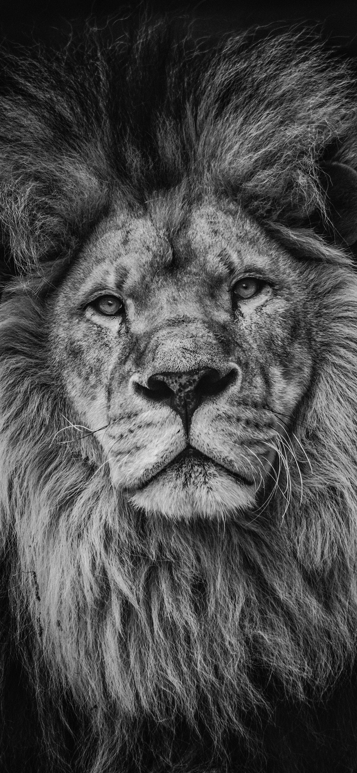 1242x2688 Zendha: Black And White Wallpaper Of Lion