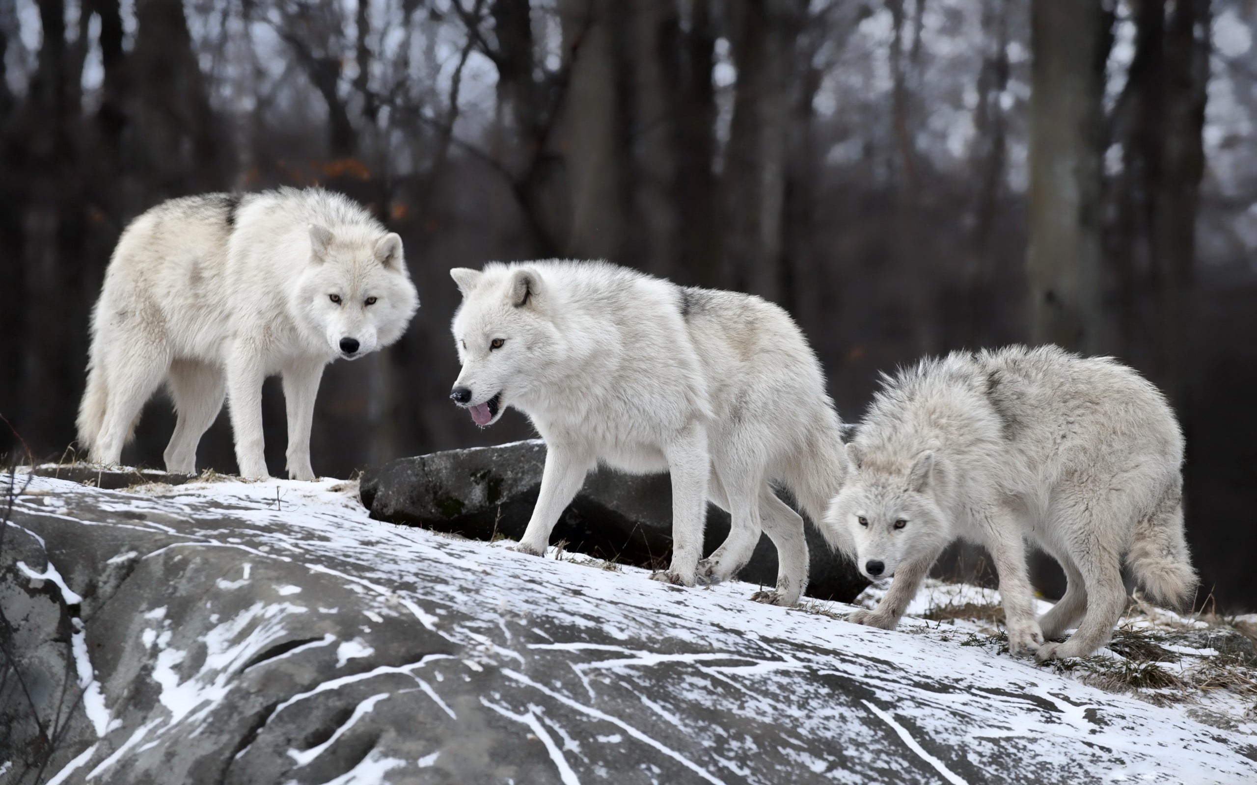 2560x1600 Pack of wolves, wolf, wildlife, animals, snow HD wallpaper