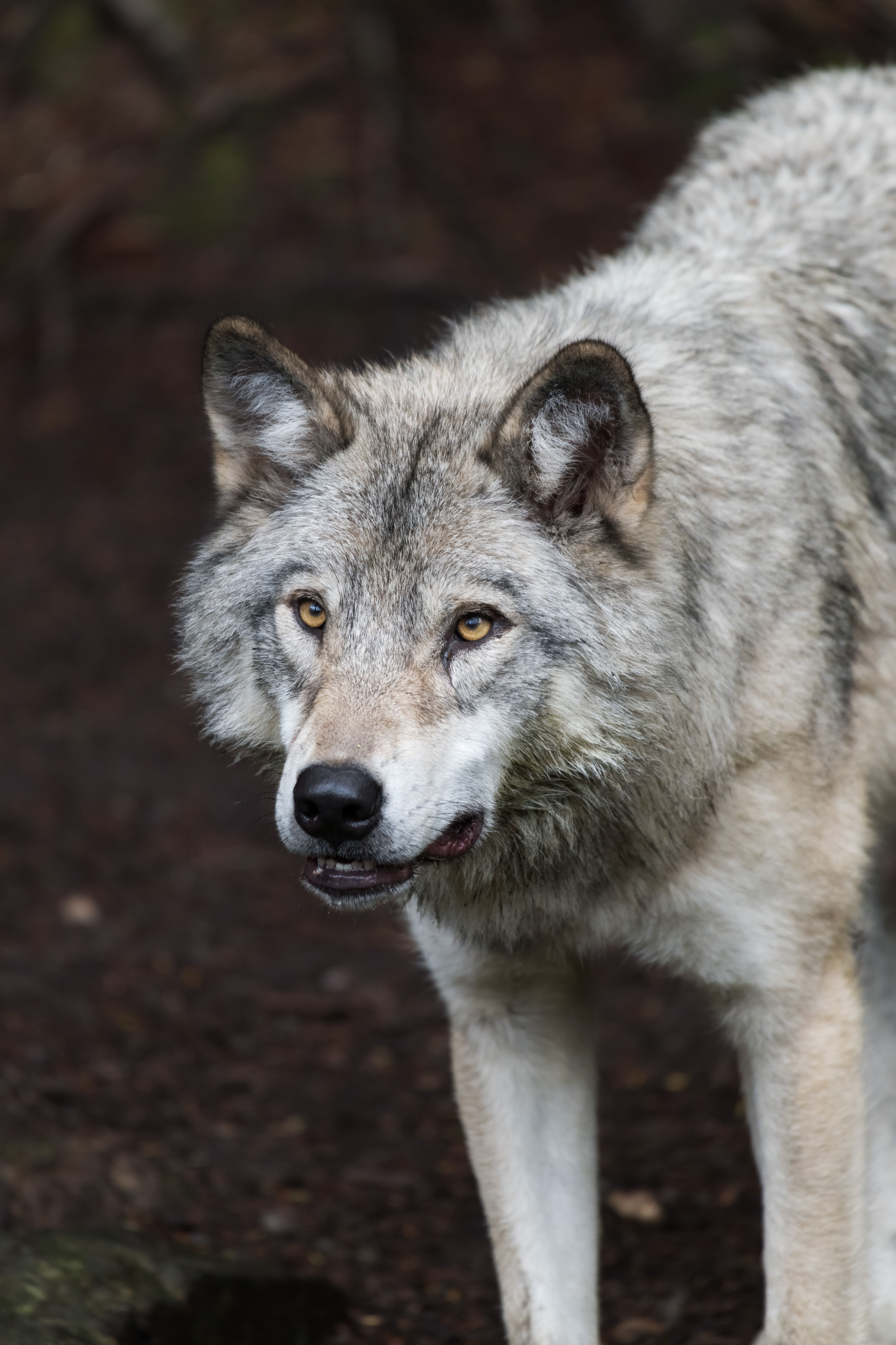 5504x8256 Best Wolf Photo · 100% Free Downloads