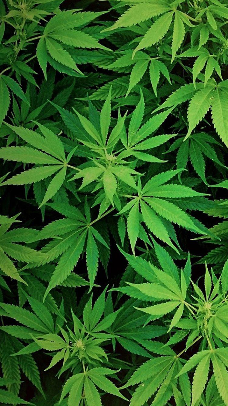750x1334 HD Kush Wallpaper