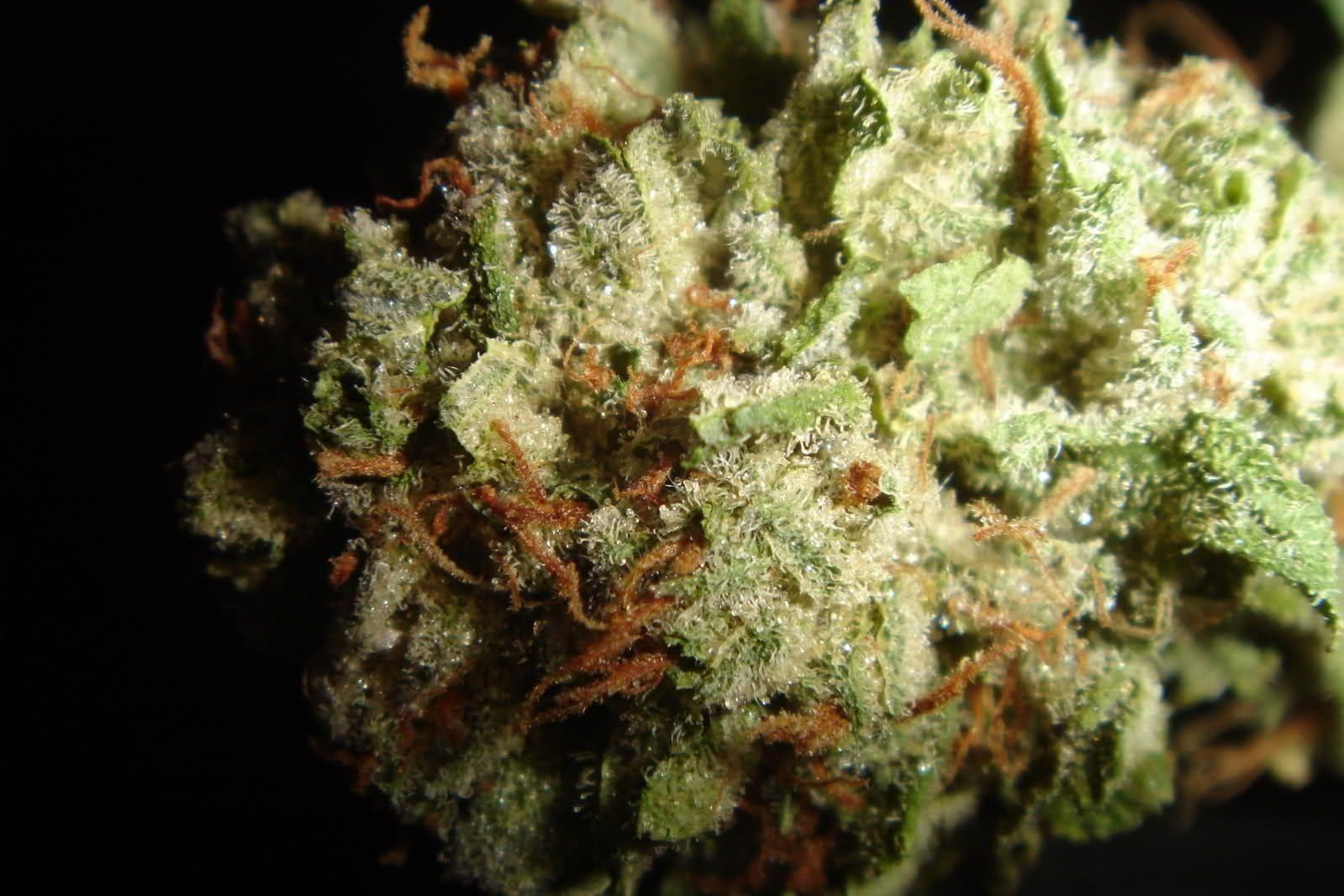 1599x1066 Kush Wallpaper. Kush Wallpaper, Platinum