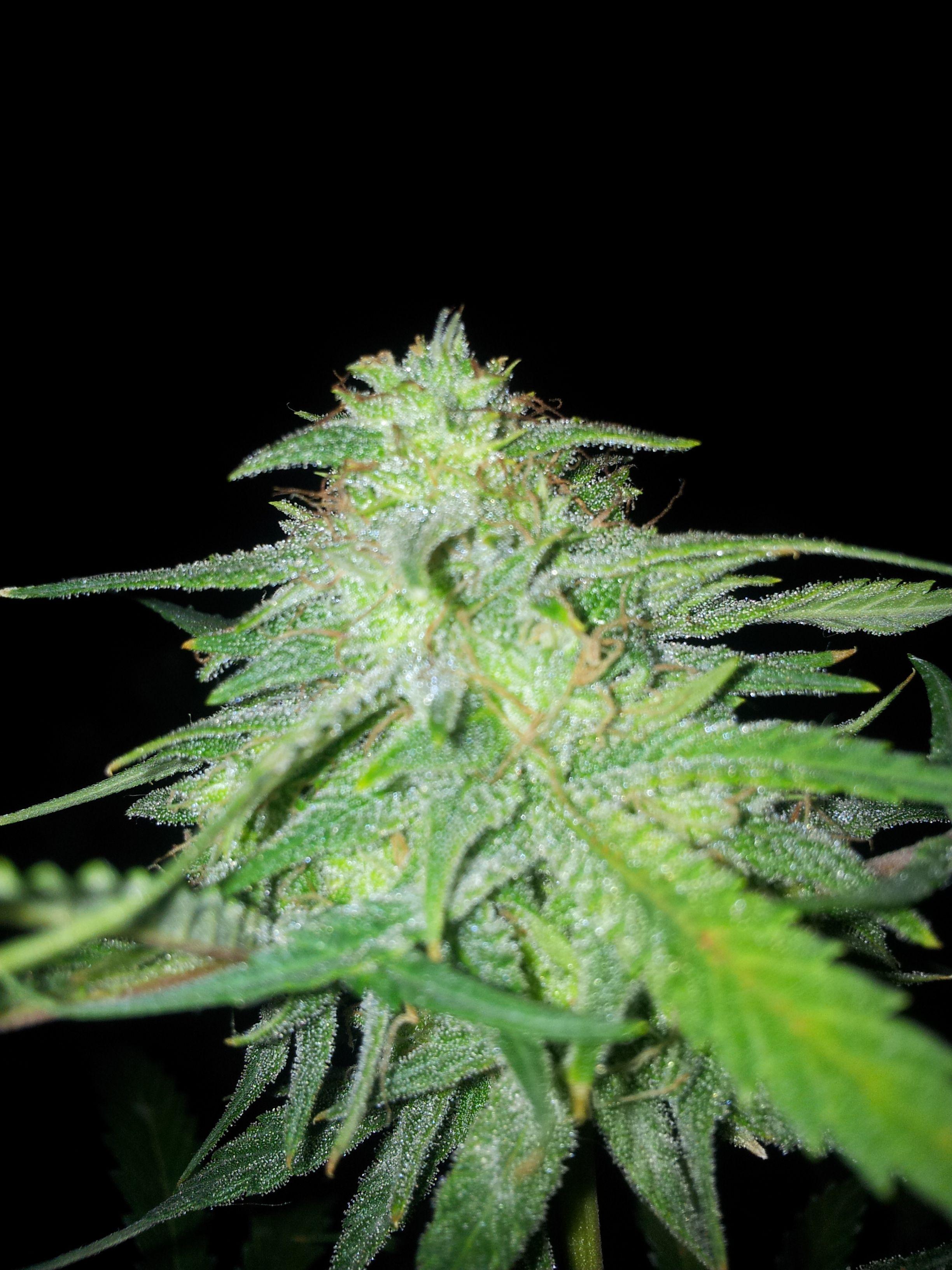 2448x3264 Kush Wallpaper