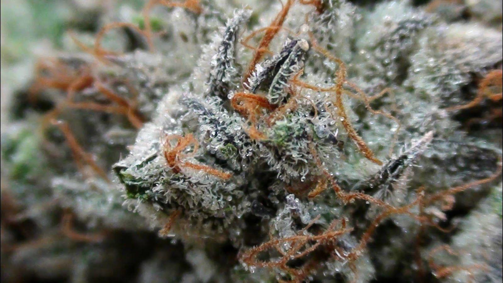 1600x900 Purple Kush Wallpaper