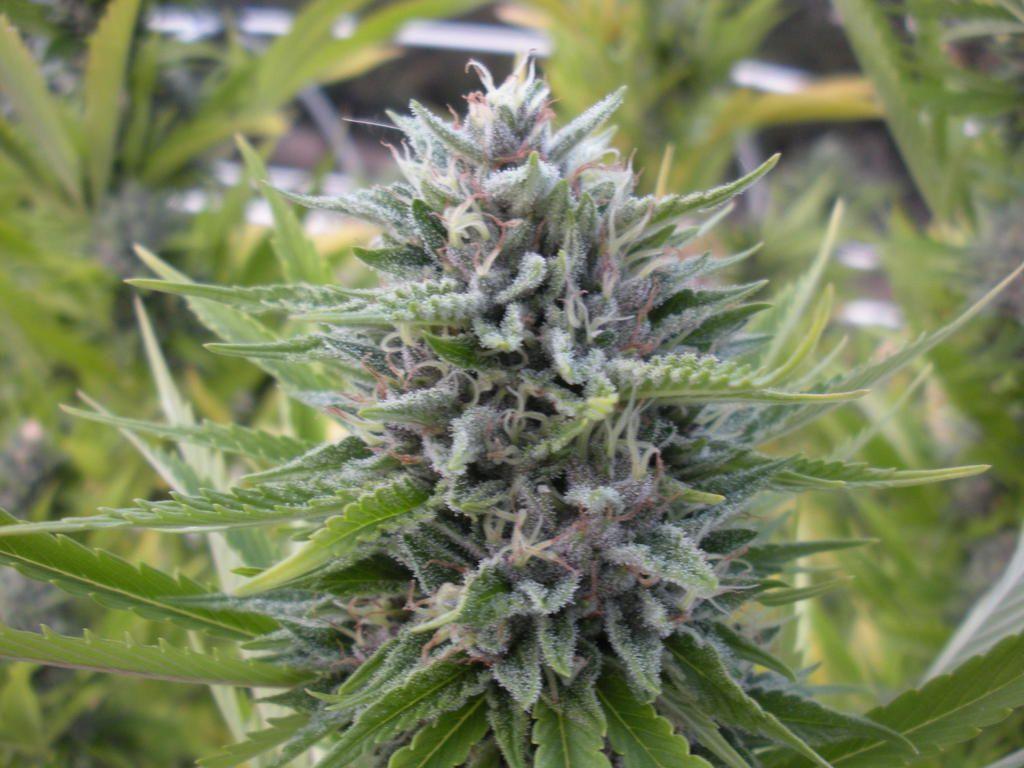 Kush Wallpapers Top Free Kush Backgrounds Wallpaperaccess