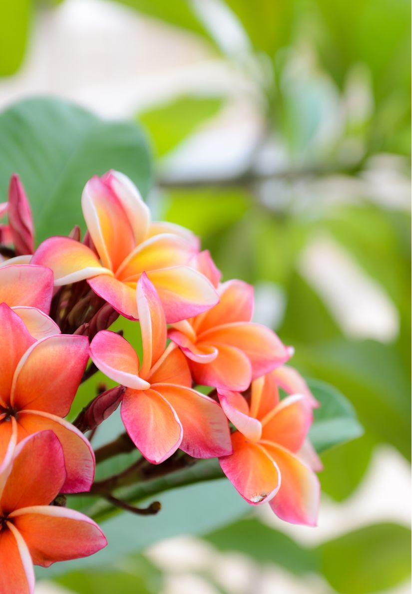 825x1190 Pink Plumeria Wall Mural