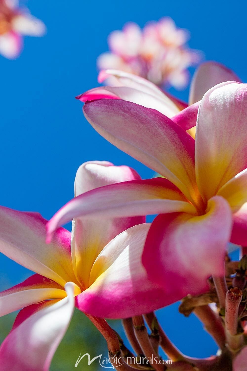 1000x1500 Pink Plumeria Flowers Closeup Wallpaper Mural