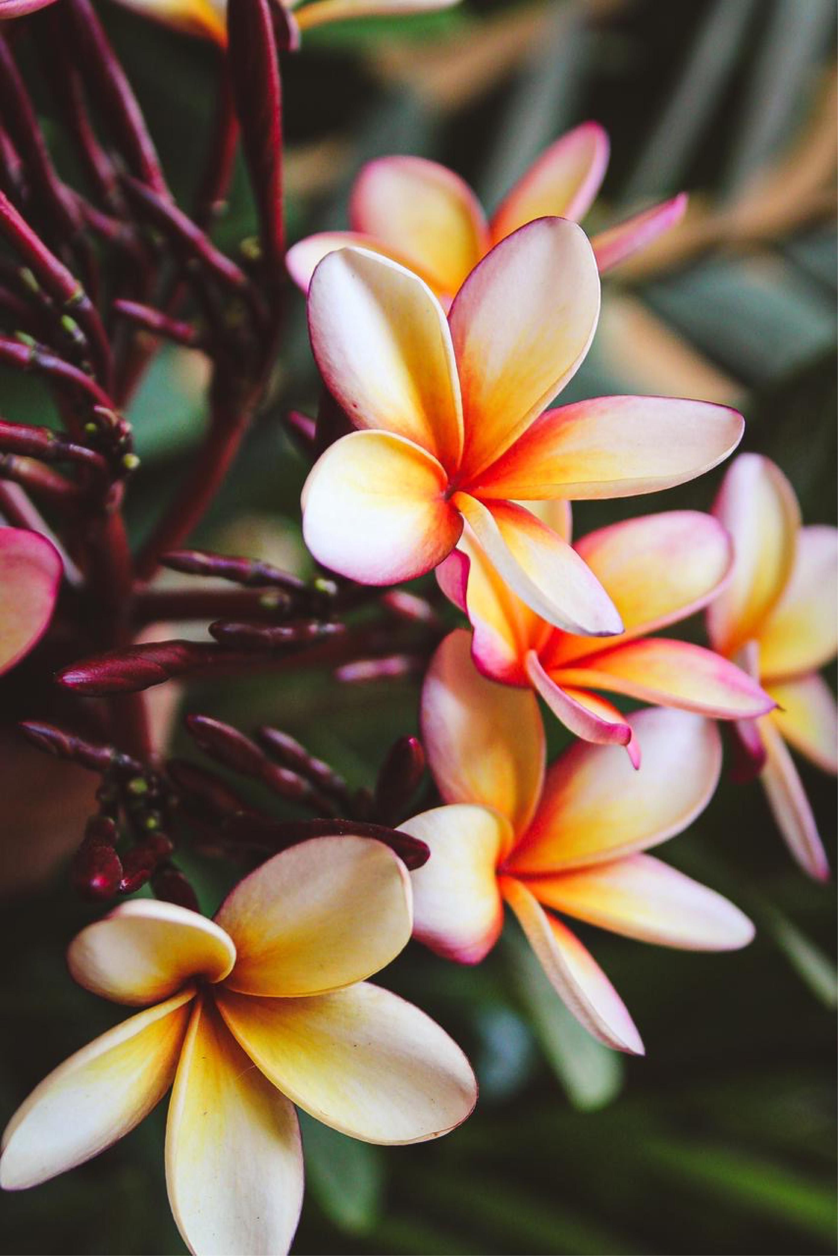 2776x4160 Close Up Of Vibrant Plumeria Flowers In Bloom · Free