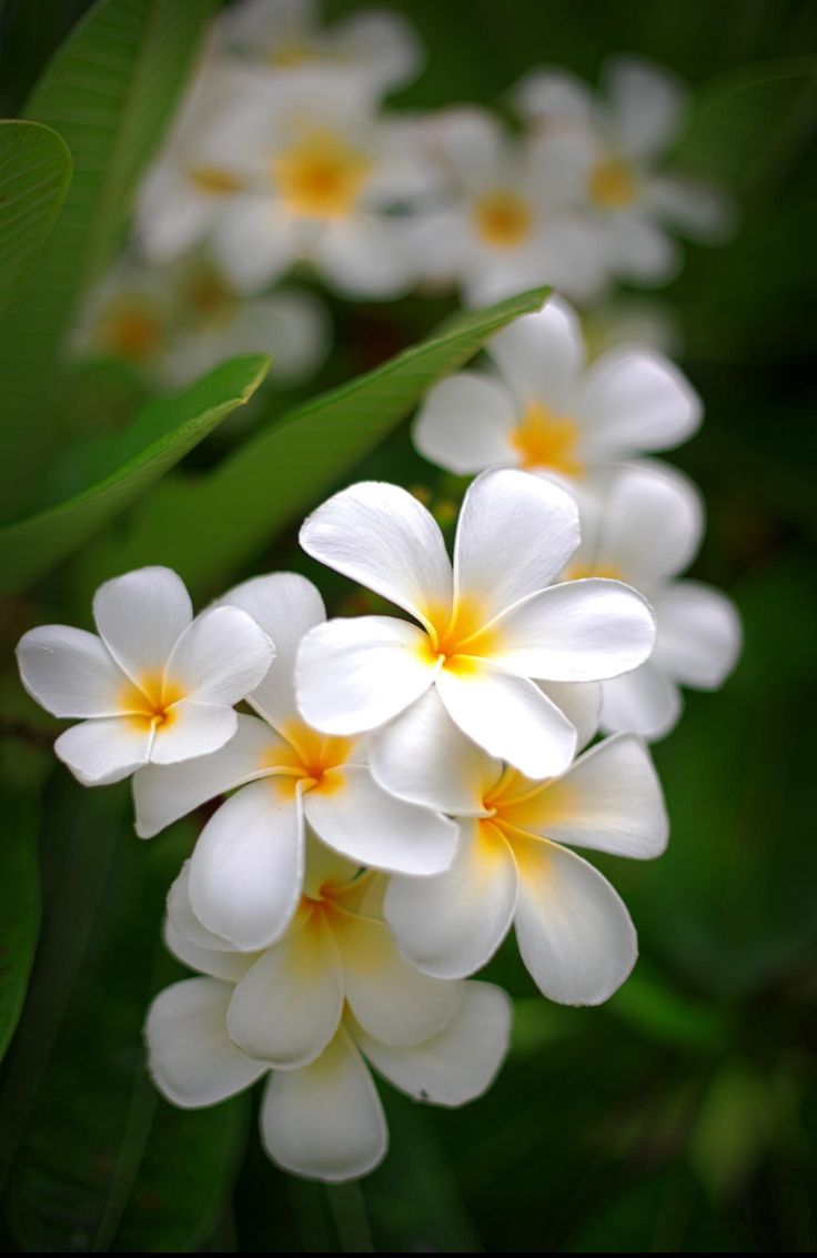 736x1133 Plumeria Flowers White and Beautiful Blooms. Plumeria flower photography, Amazing flowers, Lovely flowers
