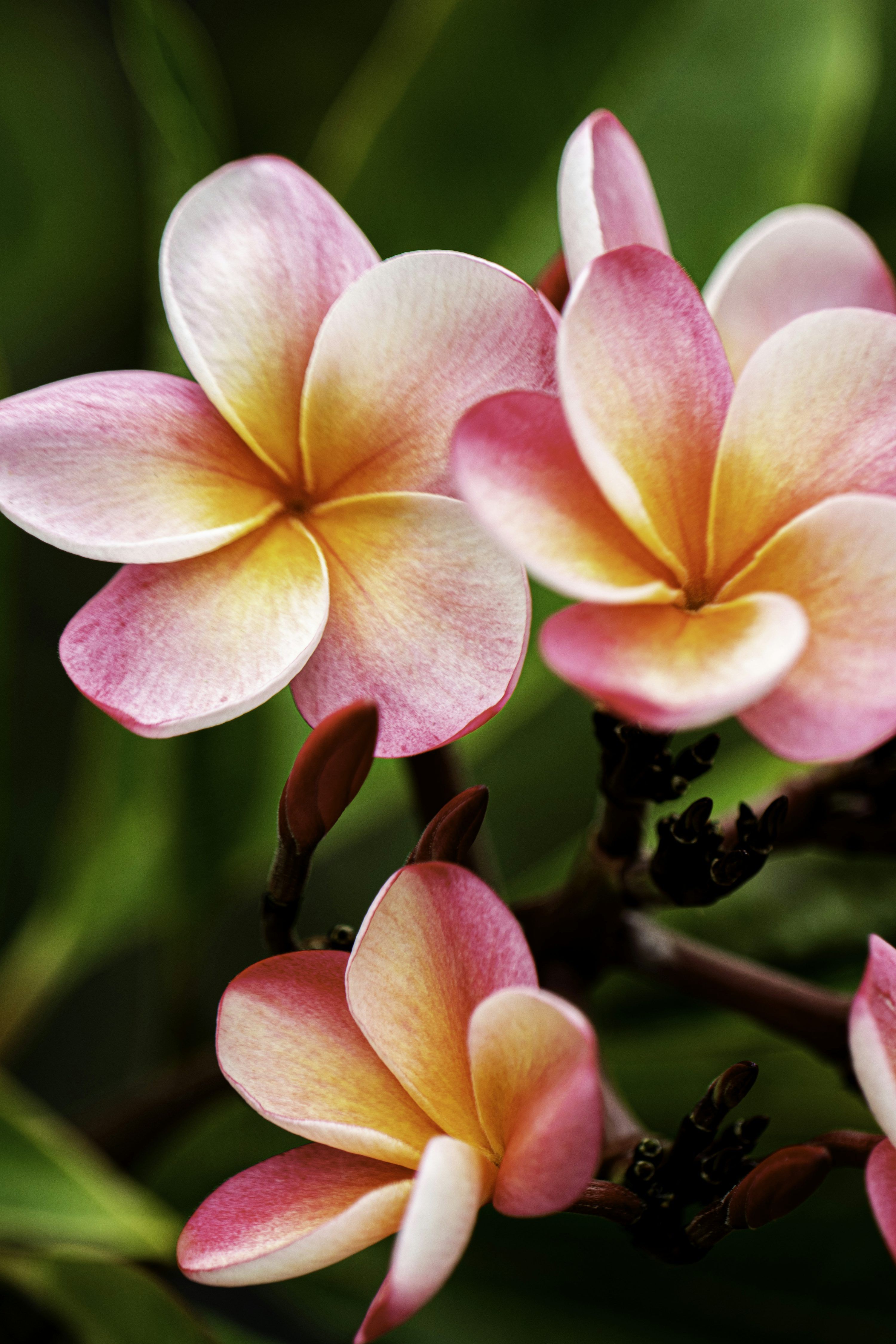 3000x4500 Plumeria Flower Picture. Download Free Image