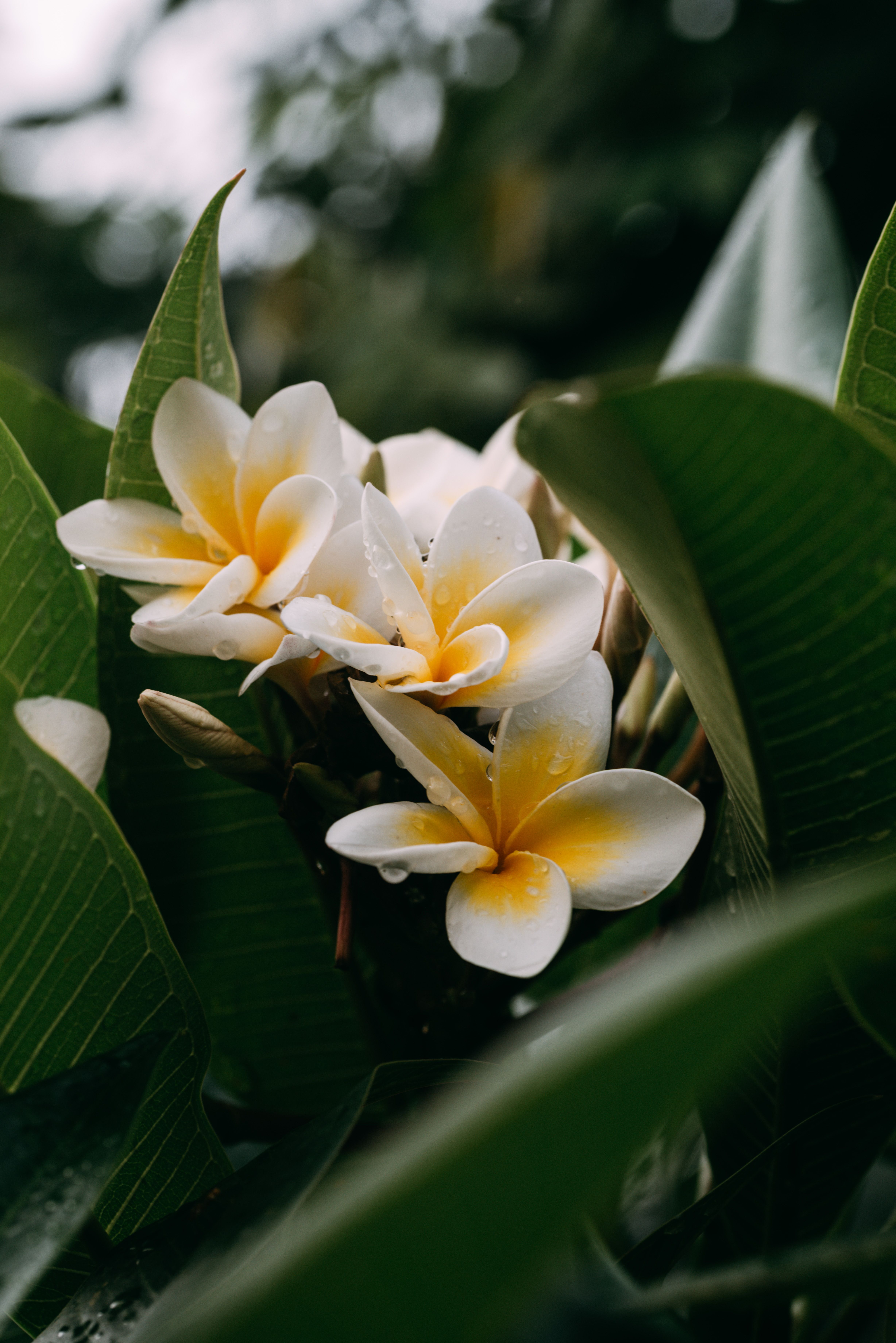 4912x7360 Close Up Shot Of Blooming Plumeria Alba Flowers · Free