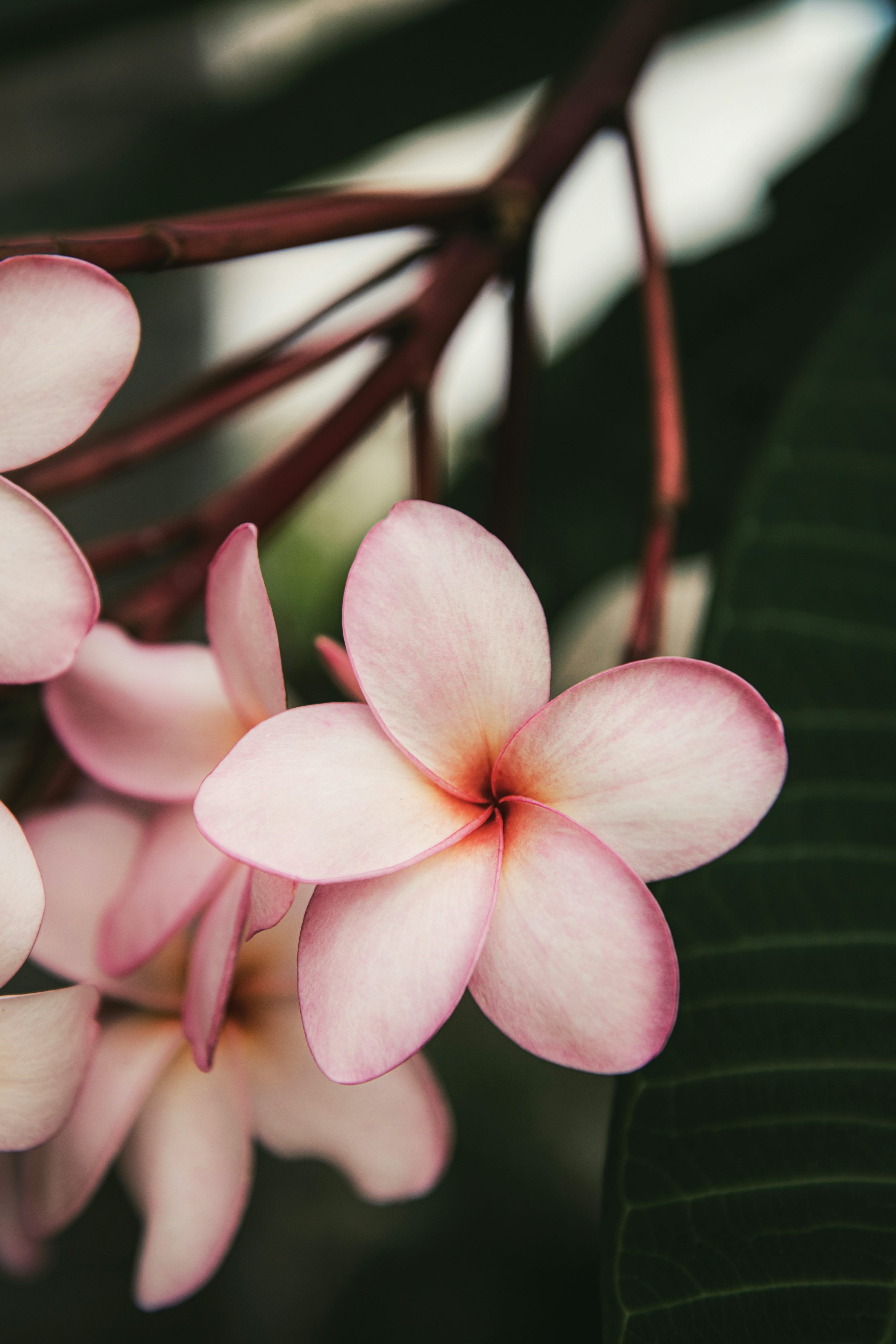 3000x4500 Plumeria Flower Picture. Download Free Image