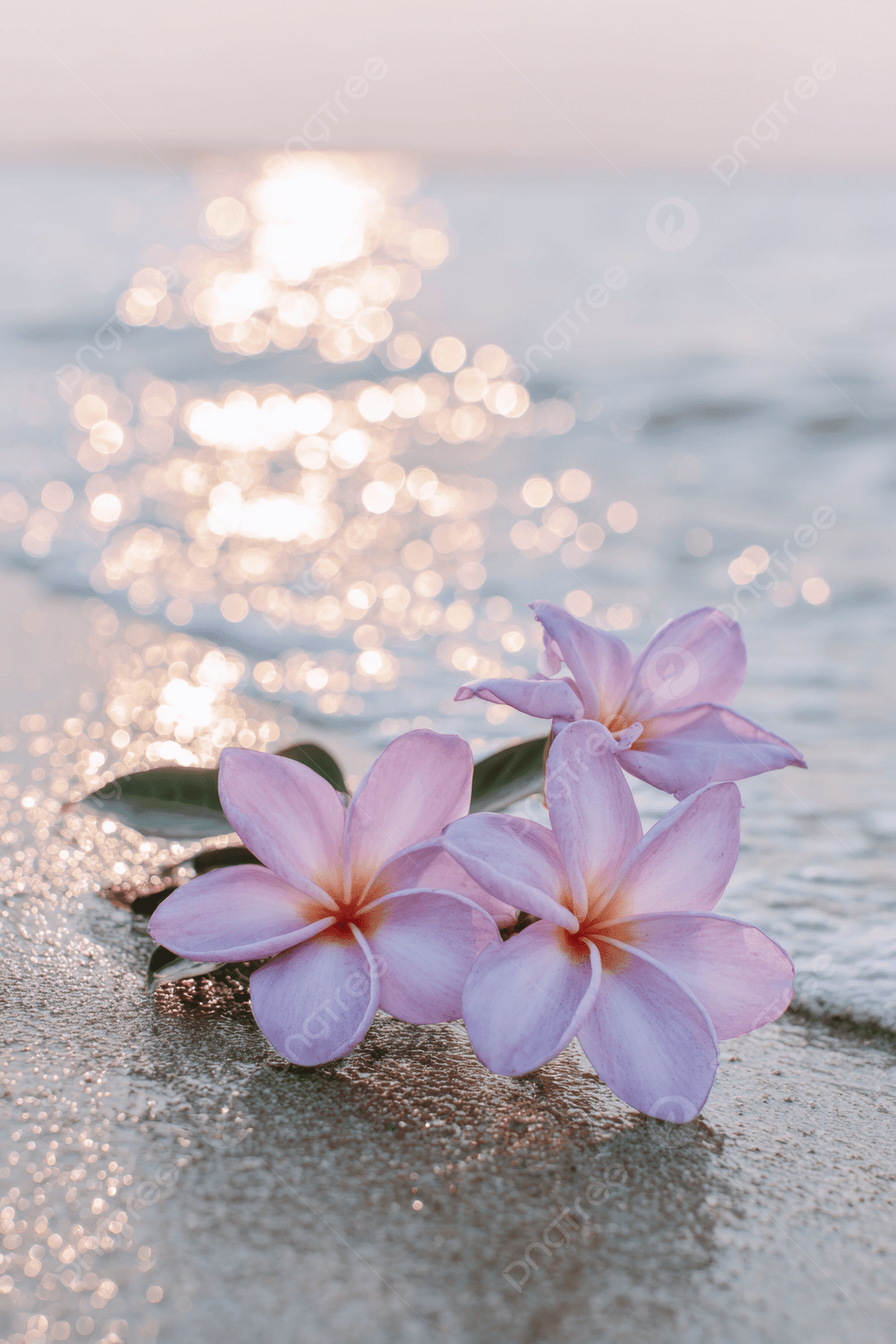 1200x1800 Pink Plumeria Flowers Laying On The Beach With Sunset In Background Water Is Sparkling Wallpaper Image For Free Download