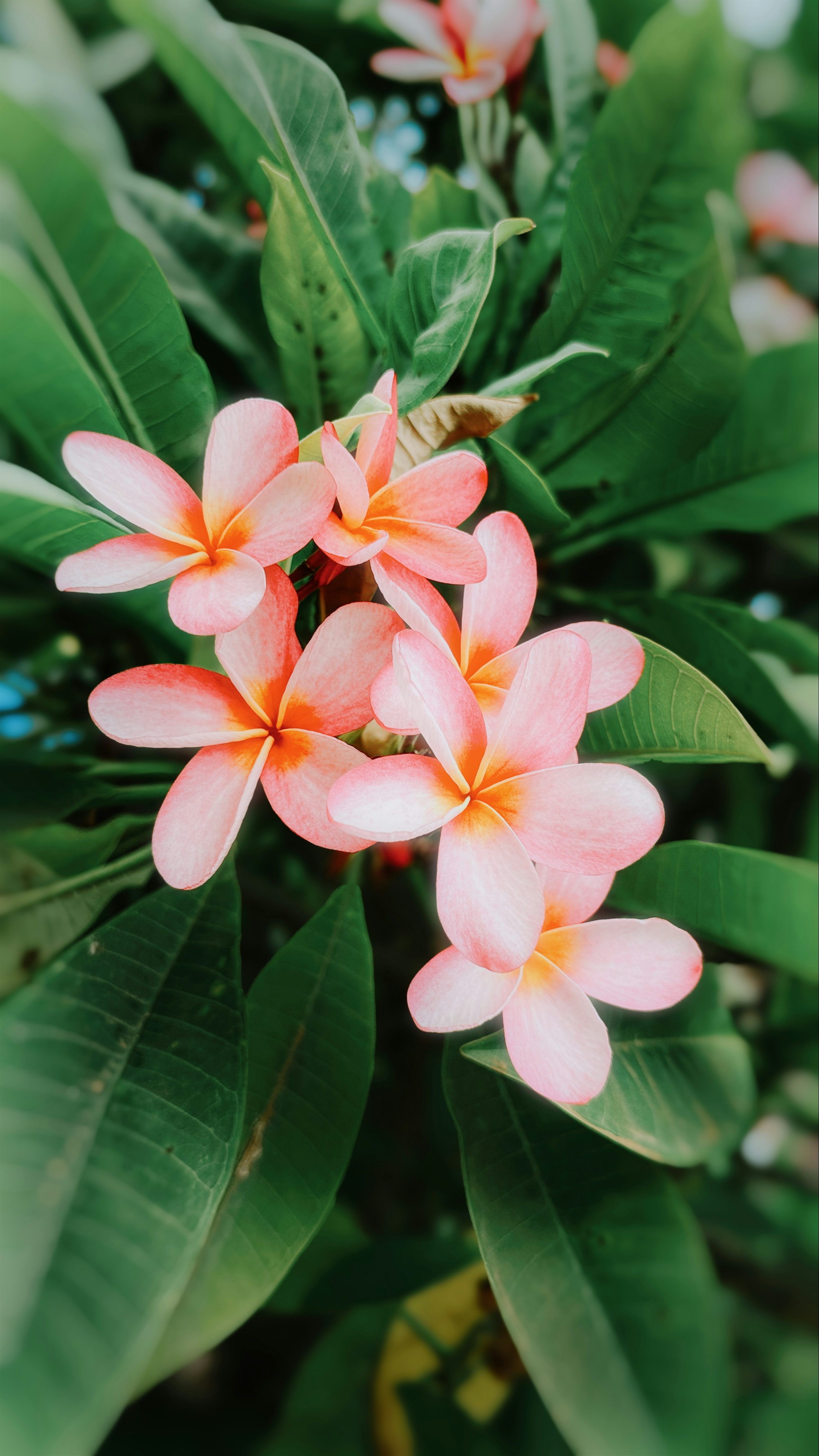 3000x5333 Pink plumeria flowers with green leaves photo