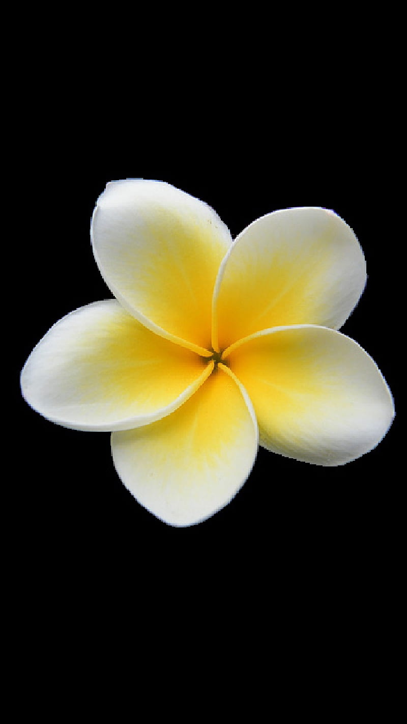800x1422 Plumeria, flower, yellow, HD phone wallpaper