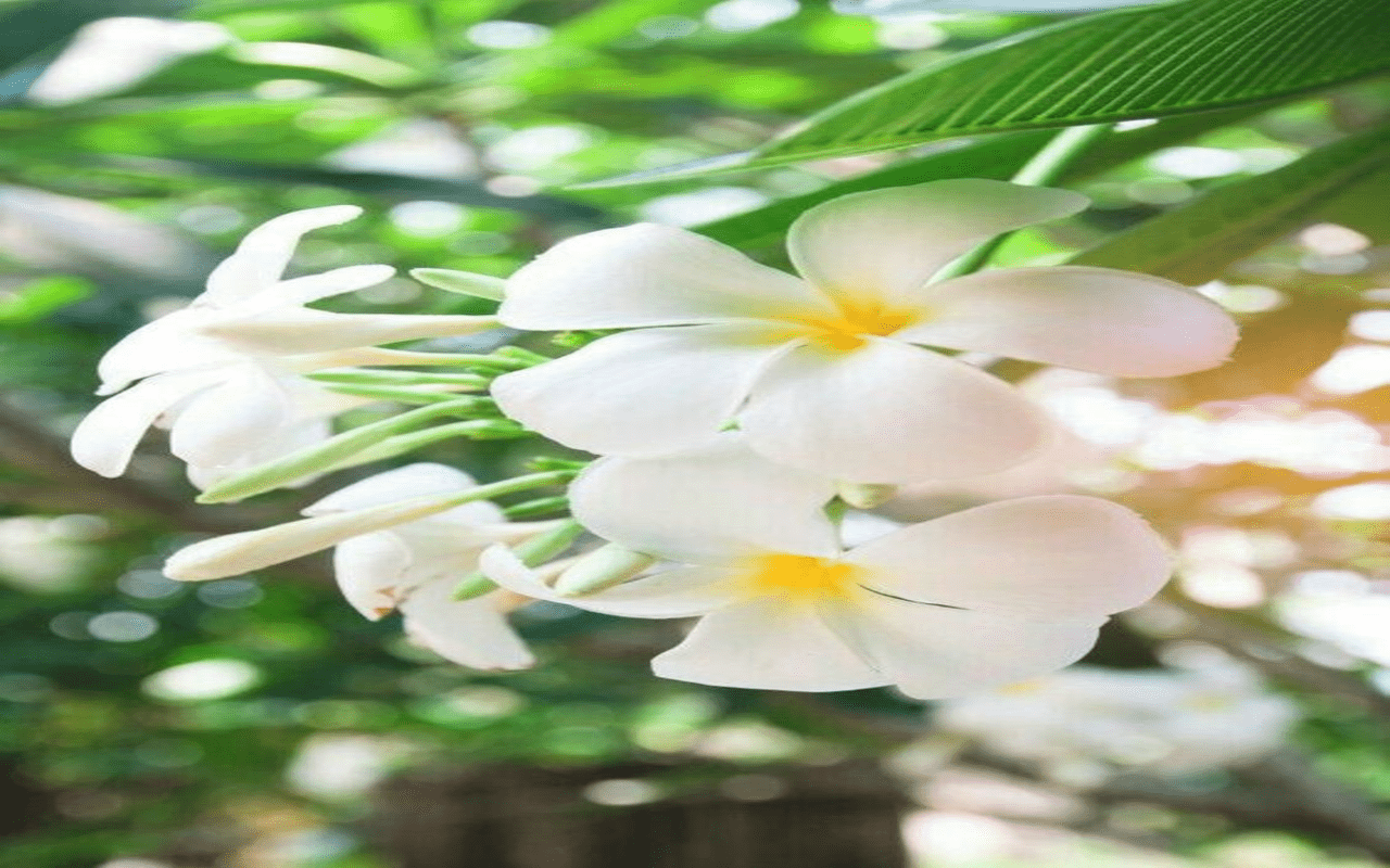 1280x800 Plumeria flower wallpaper Web Store