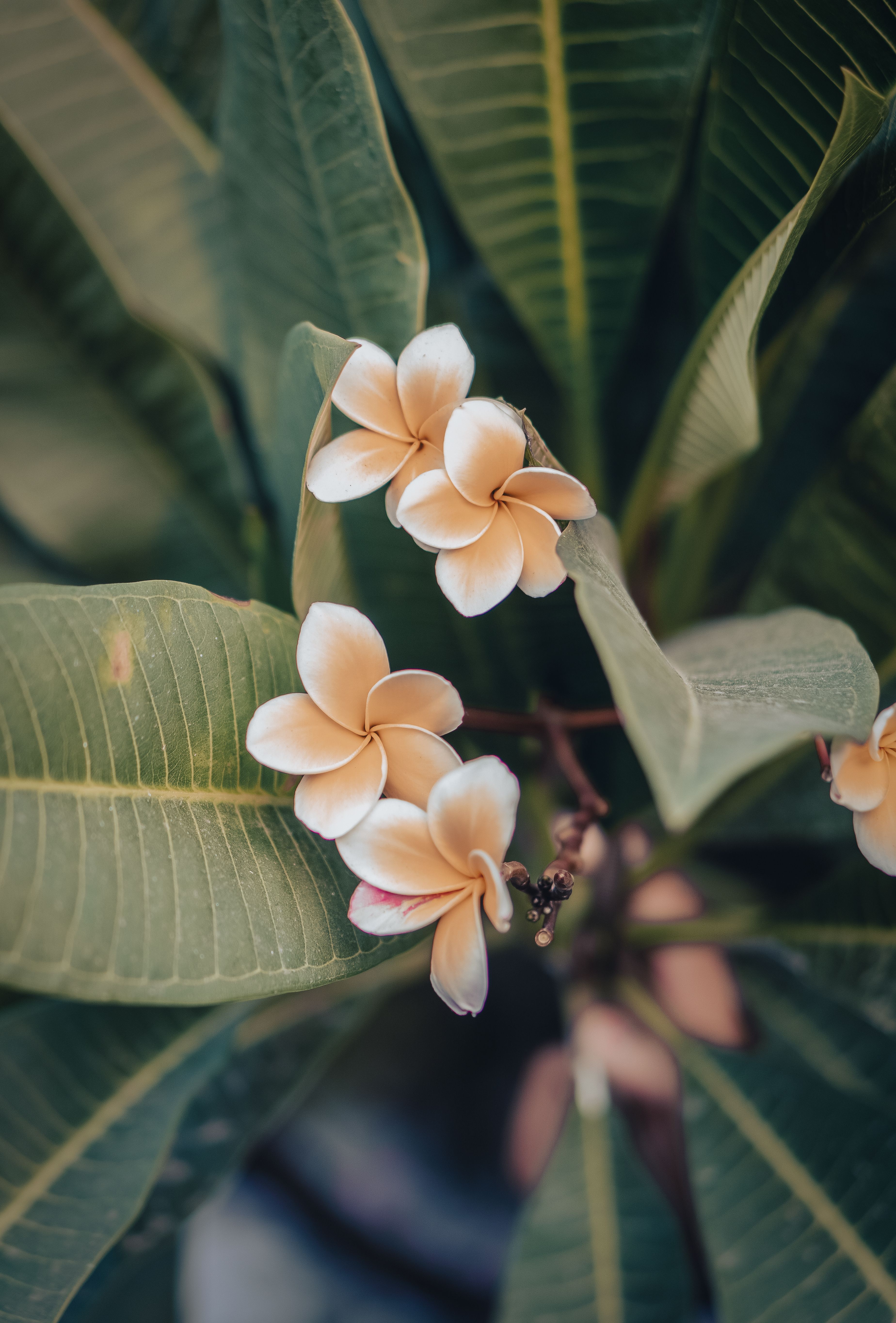 3696x5456 Plumeria Photo, Download The BEST Free Plumeria & HD Image