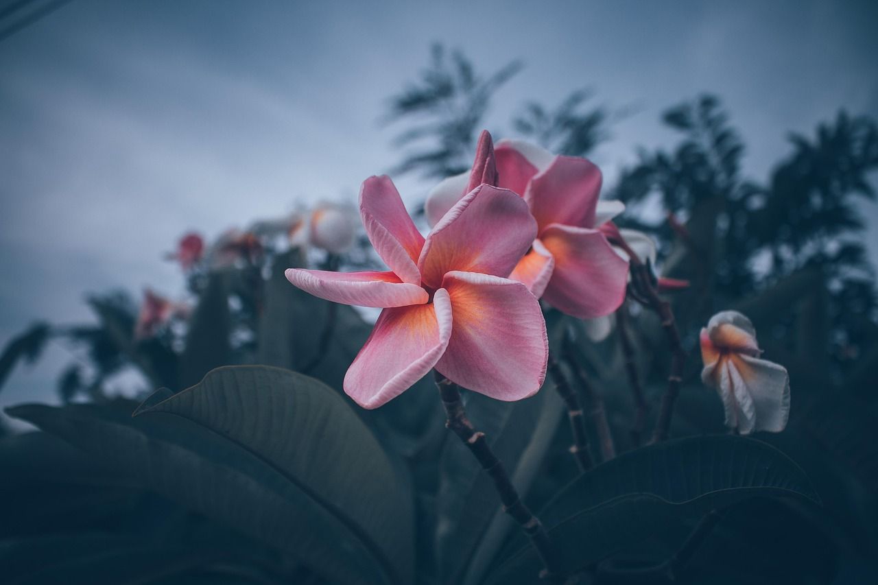 1280x853 Plumerias Flowers Frangipanis