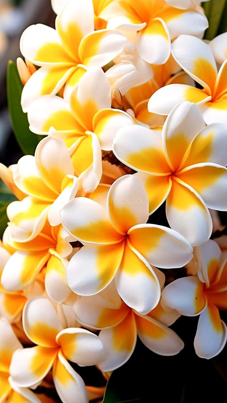 736x1308 Hawaiian Flowers Wallpaper. Hawiian flowers, Plumeria flower wallpaper for phone, Pretty flowers