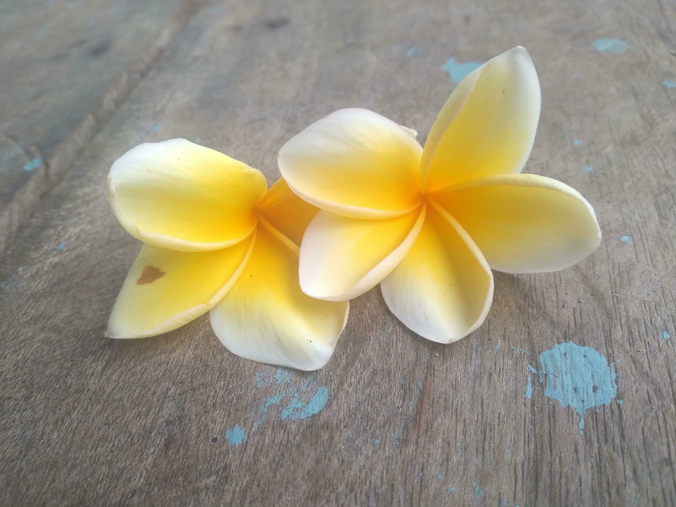 2613x1960 Plumeria flowers on bokeh background, beautiful flowers in the garden , white flower asian, hawaii, frangipani flower, leelawadee