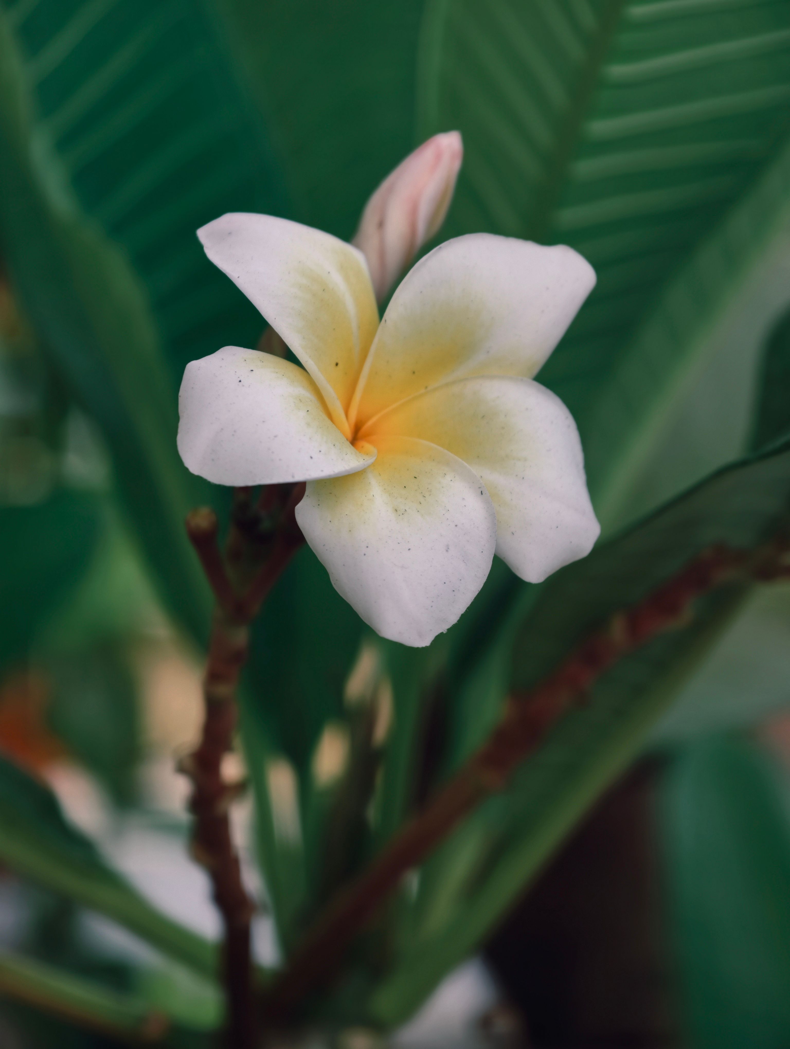 3072x4080 White Plumeria Flowers in Bloom · Free