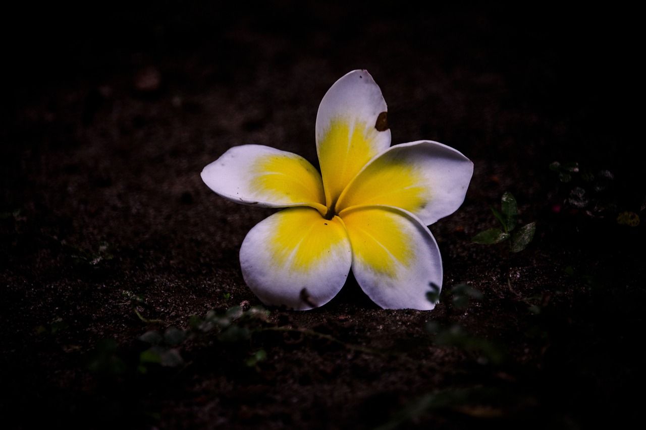 1280x853 Plumeria Frangipani Flower