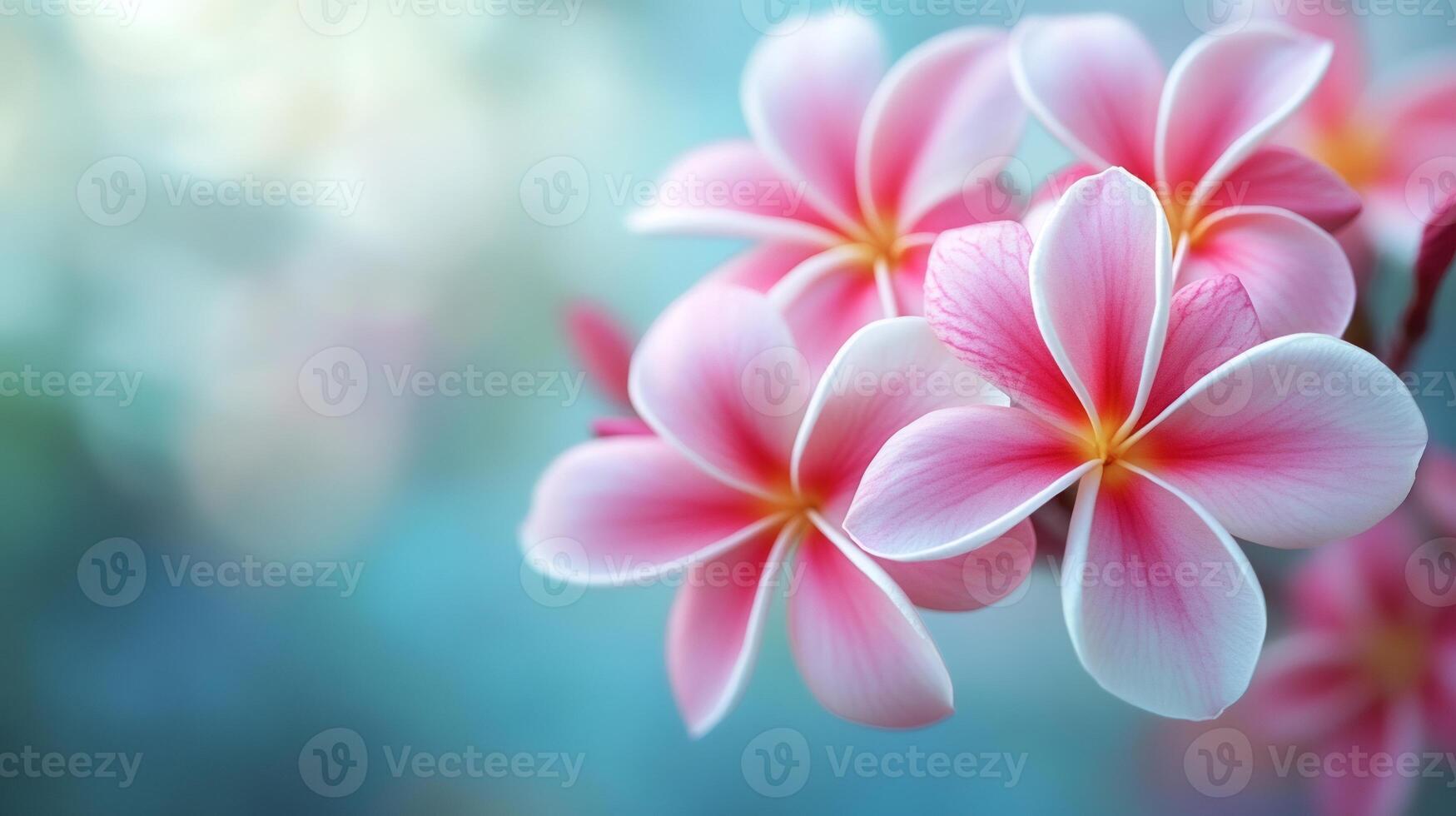 1749x980 Pink plumeria flowers blooming on blurred background