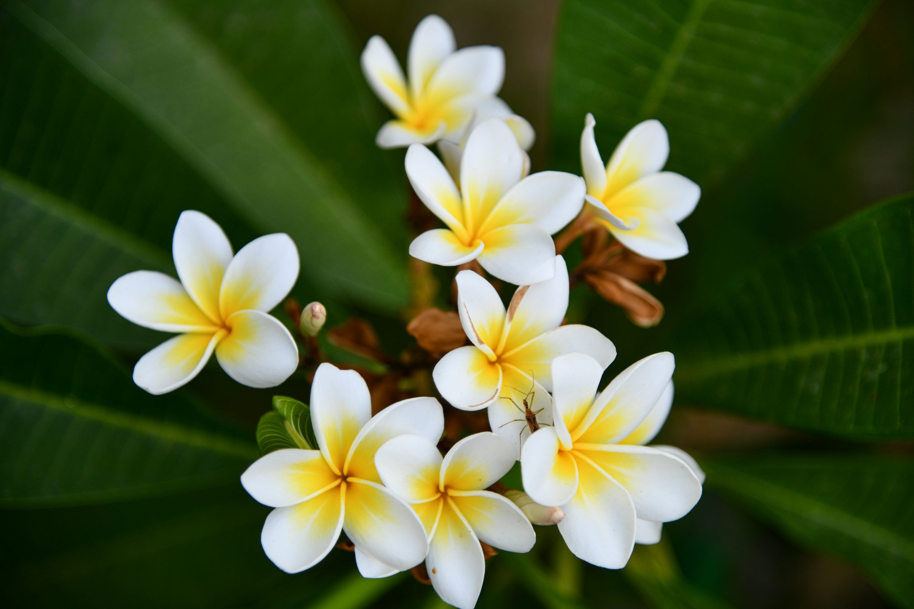 3000x2000 Plumeria Flower Picture. Download Free Image