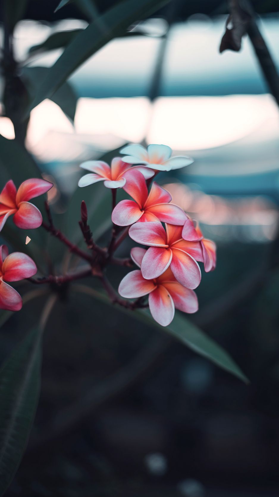 938x1668 Download Wallpaper 938x1668 Plumeria, Flowers, Pink, Branch, Bloom Iphone 8 7 6s 6 For Parallax HD Background