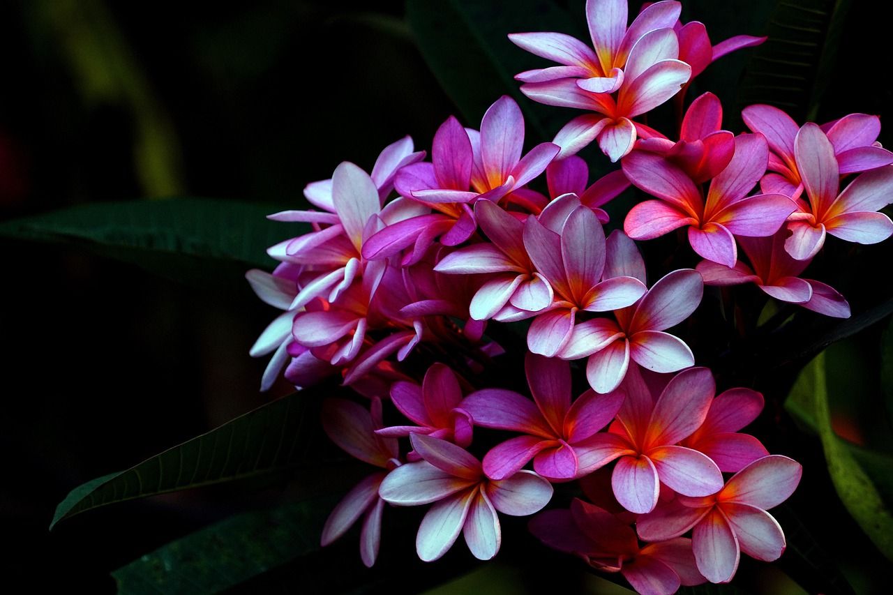 1280x853 Free Kwiaty Plumerii & Nature Image