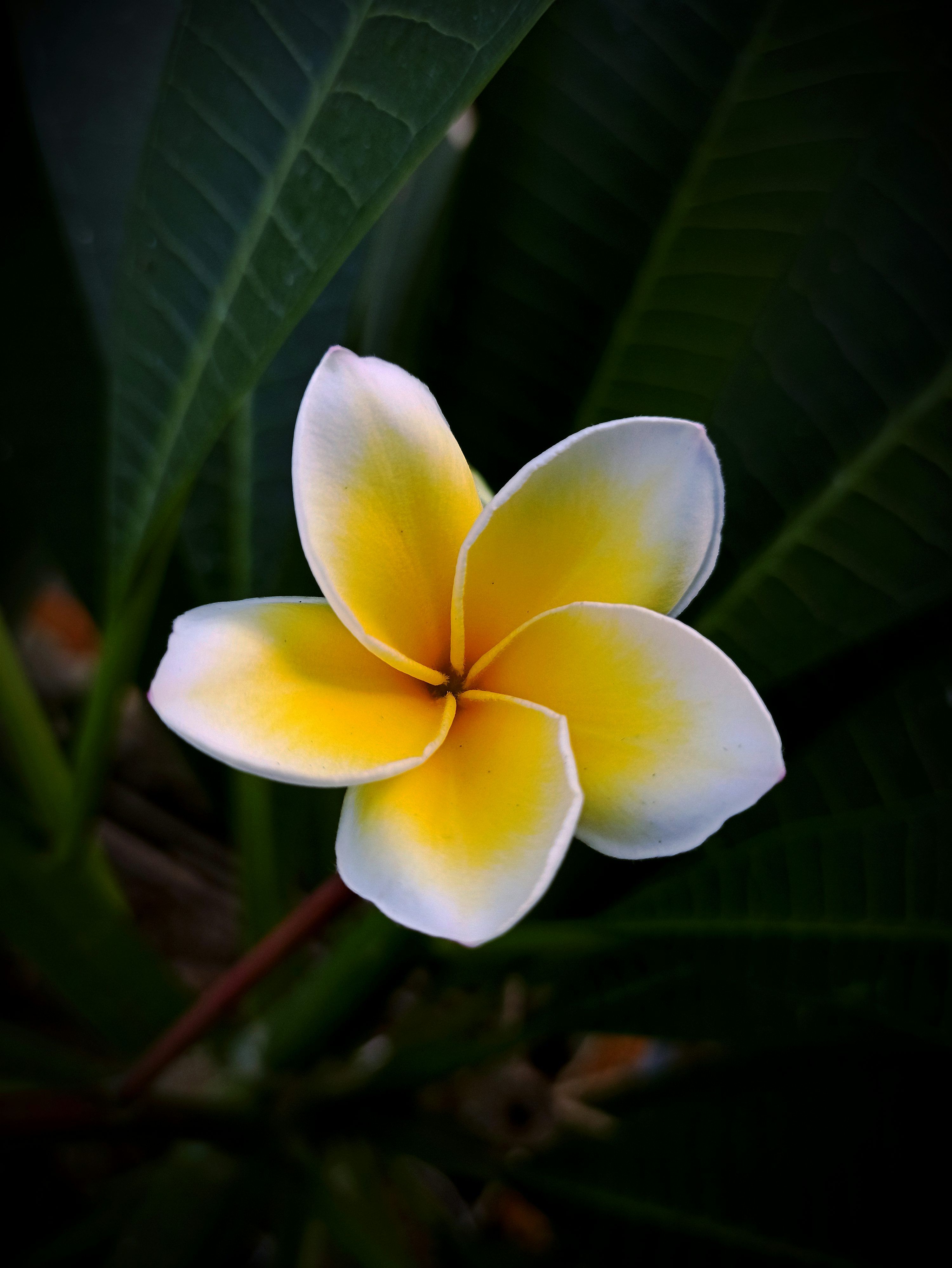 3000x3995 Plumeria Flower Picture. Download Free Image